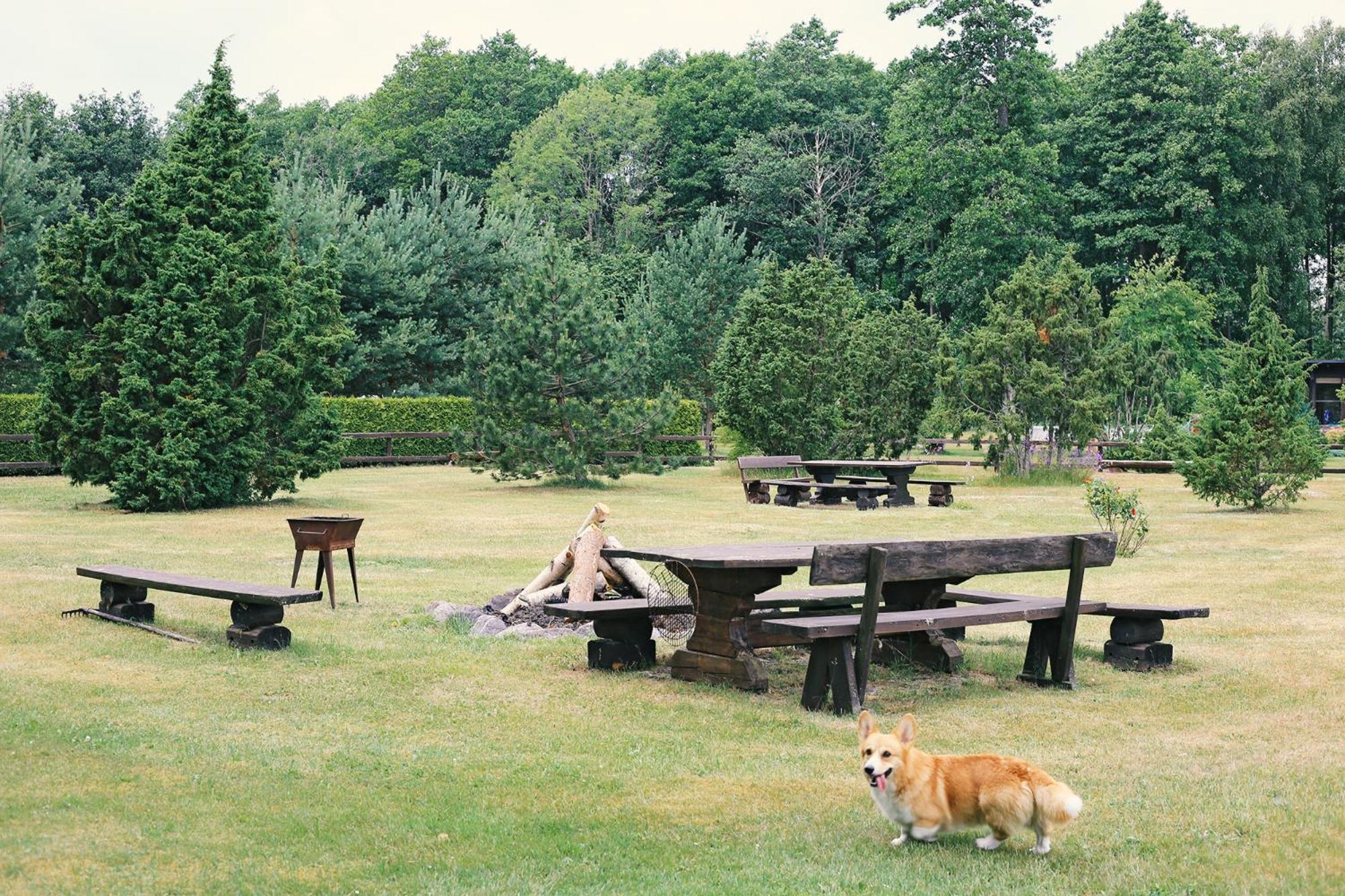 Niidupuu Camping