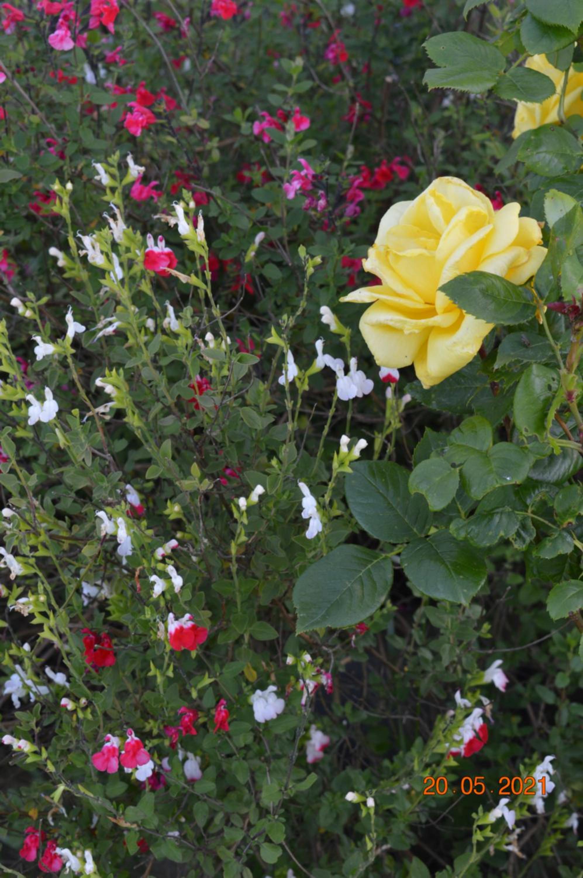 Photo 19