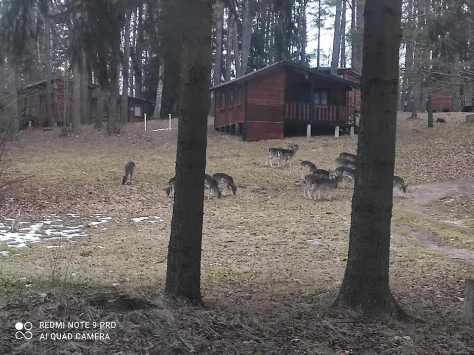 Oleandria-,, Domek Poziomeczka" nr 33 -ogrzewany w okresie jesienno-zimowym