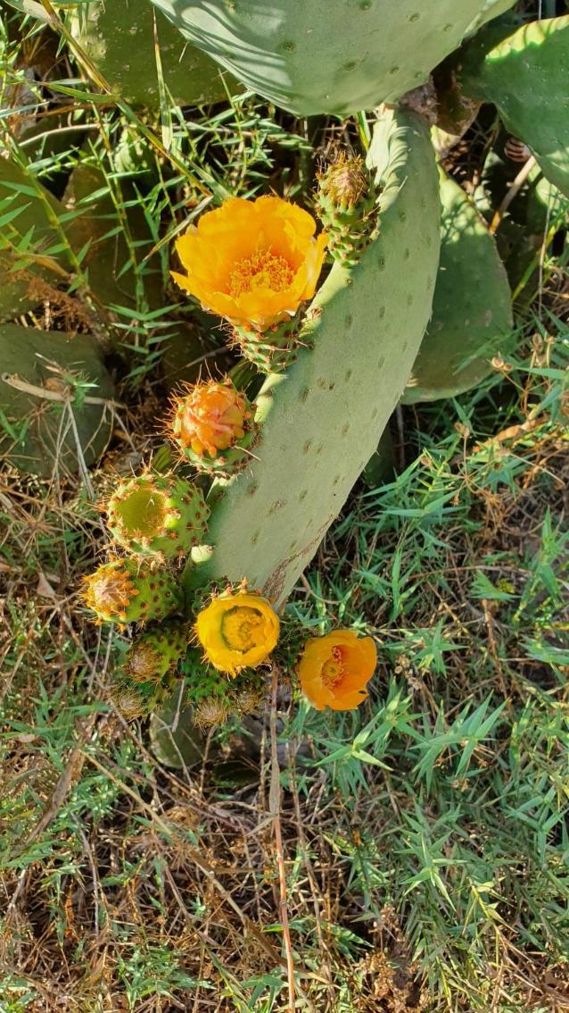 Flora Pansiyon Çıralı - Image 66