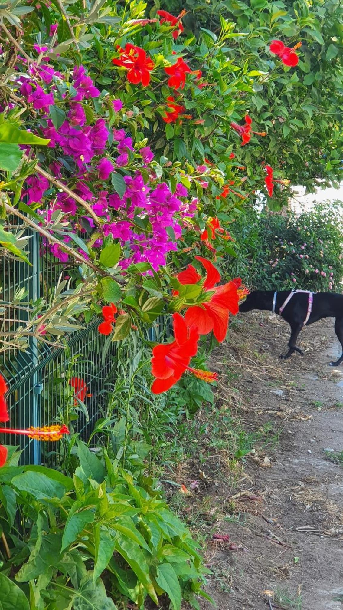 Flora Pansiyon Çıralı - Image 44