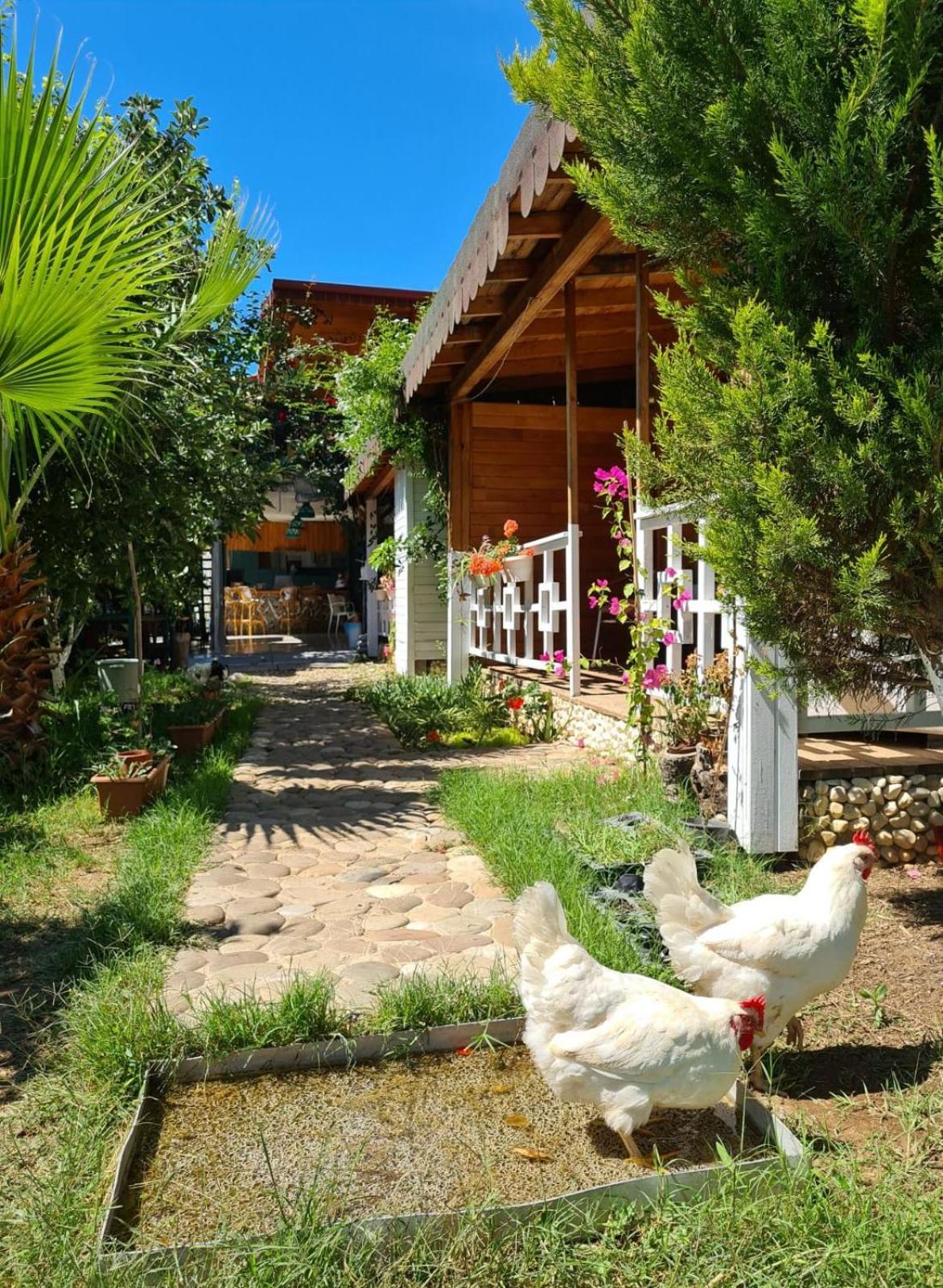 Flora Pansiyon Çıralı - Image 43