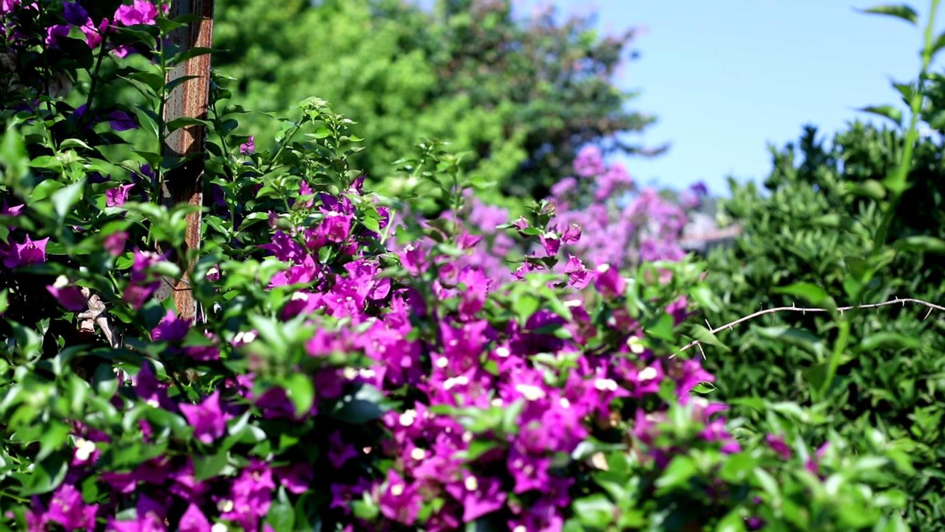 Flora Pansiyon Çıralı - Image 42