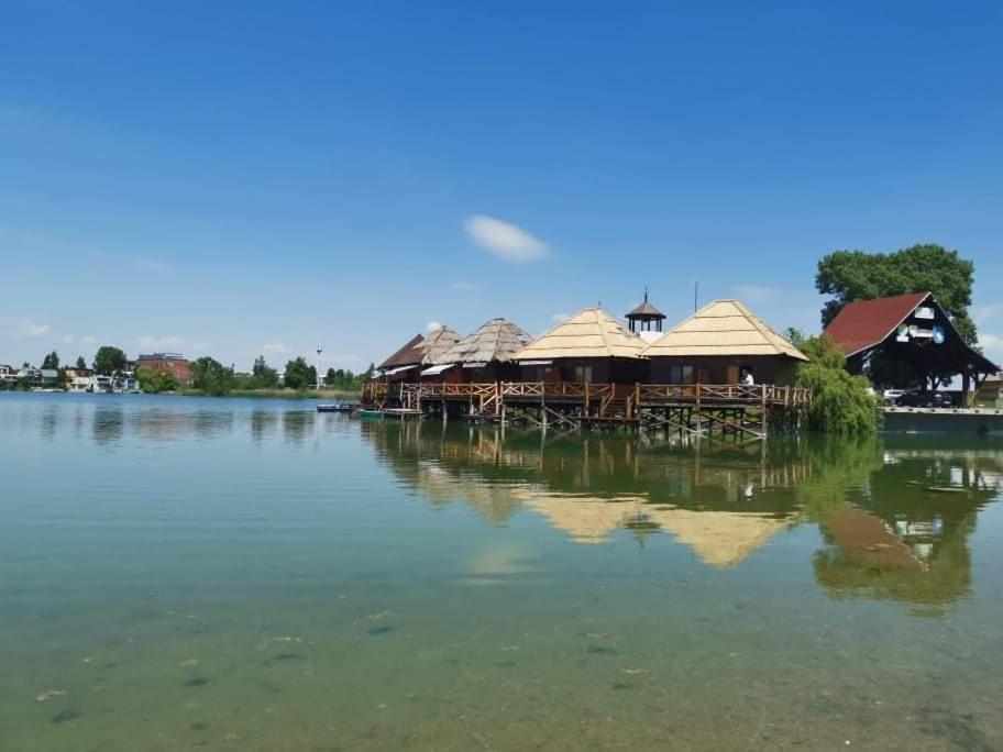 Senec vilka na jazere