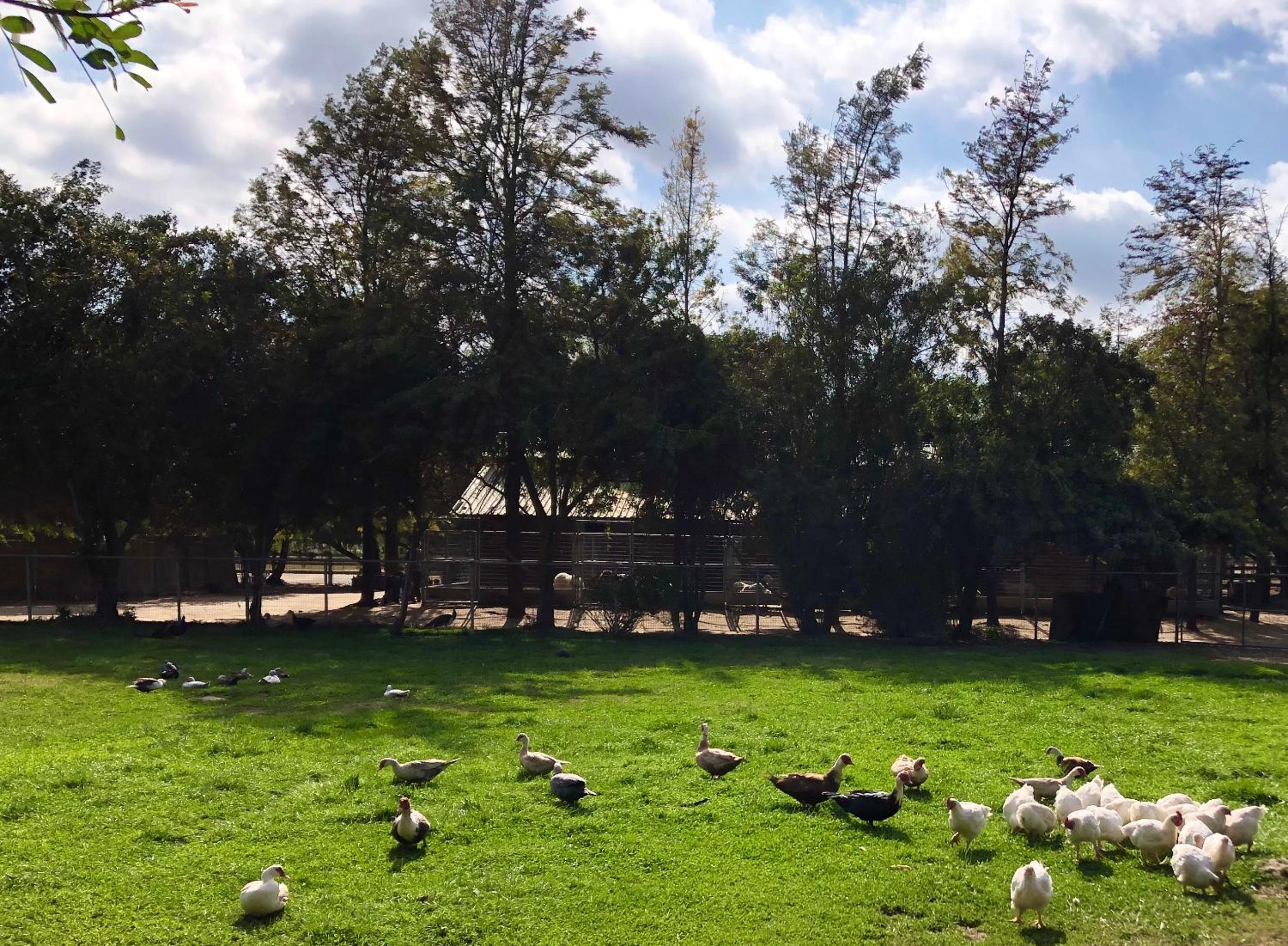 The Pony Experience; Glamping with Private Petting Zoo