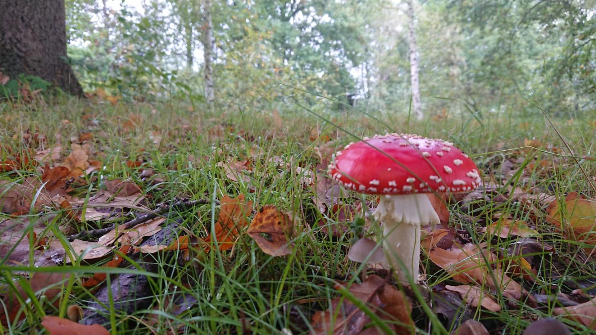 De Kempische Parel, Billede 36