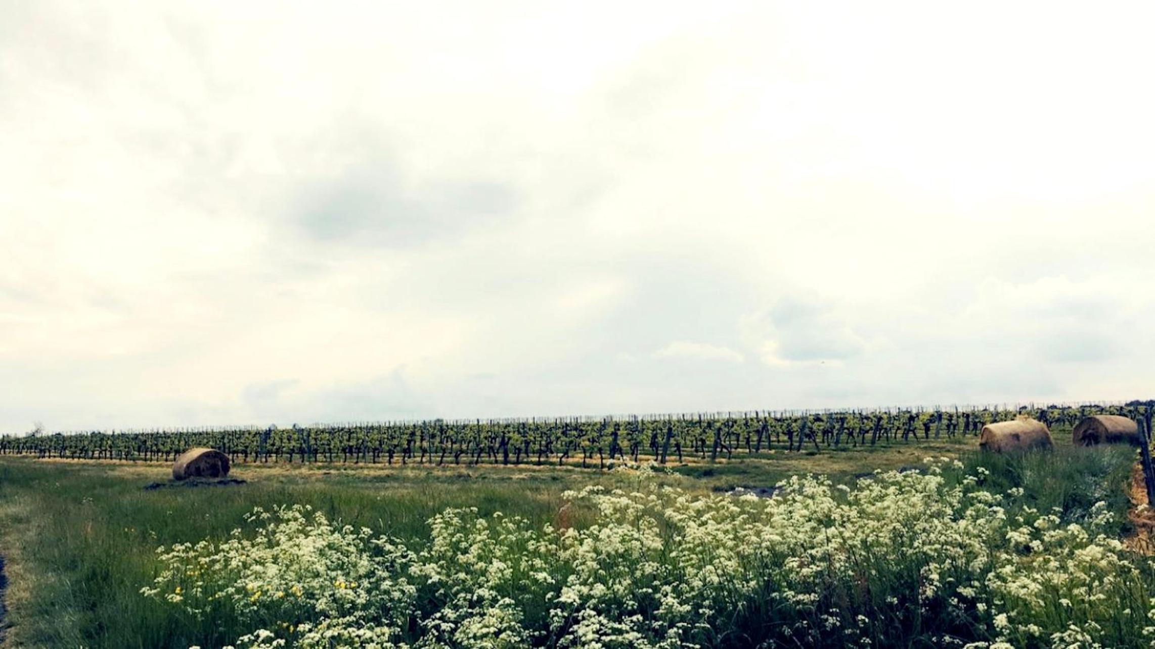 Domaine de la Ronce