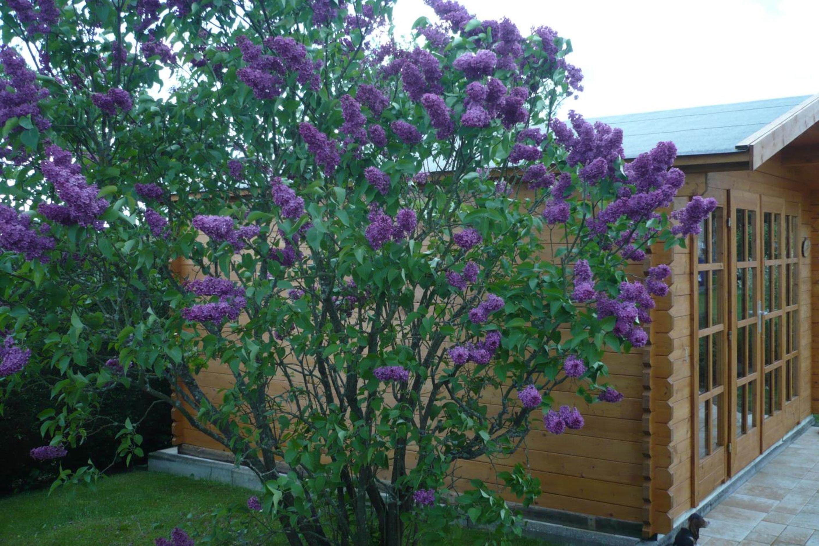 Photo 38