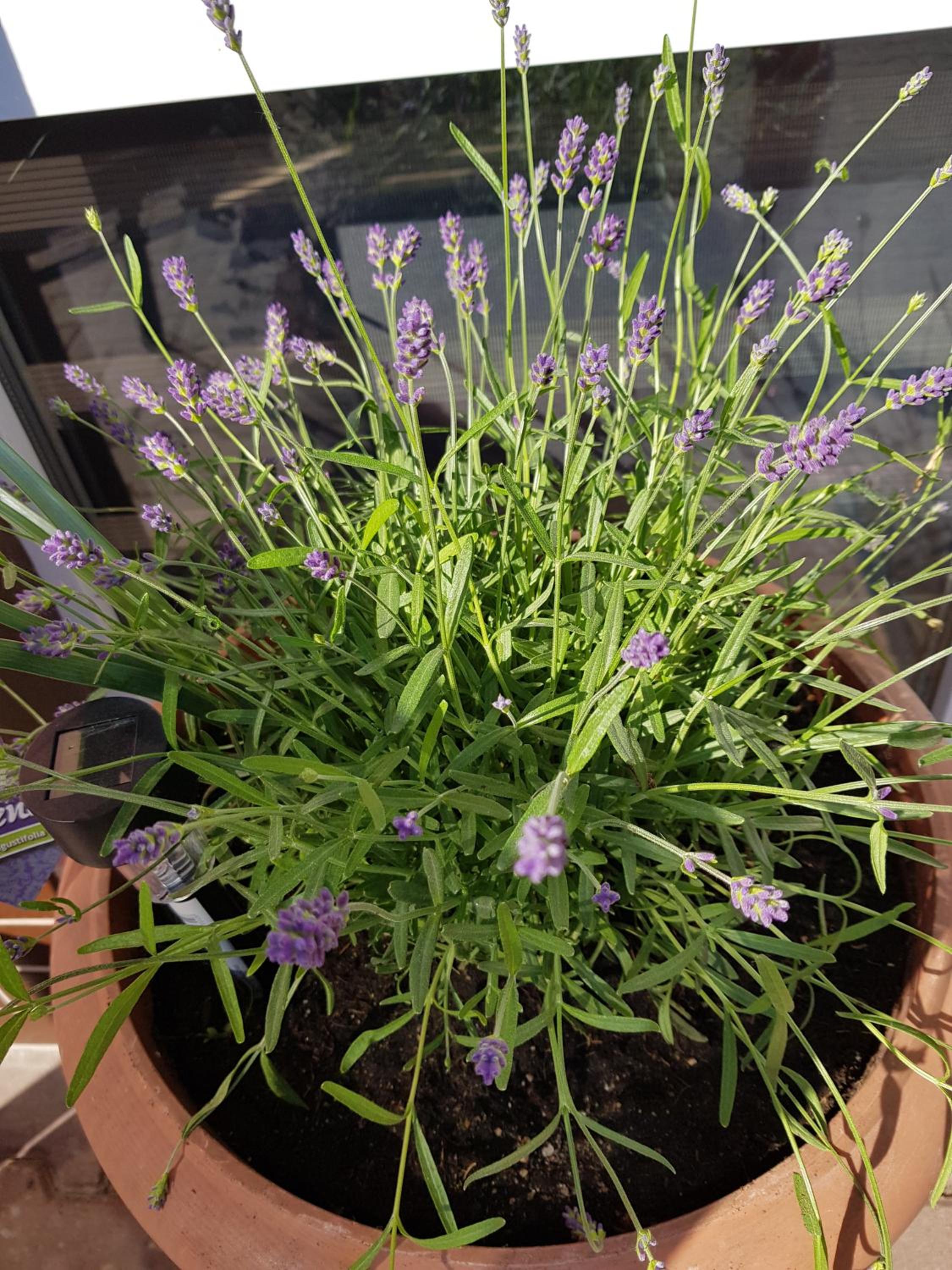 Apartament Lavender