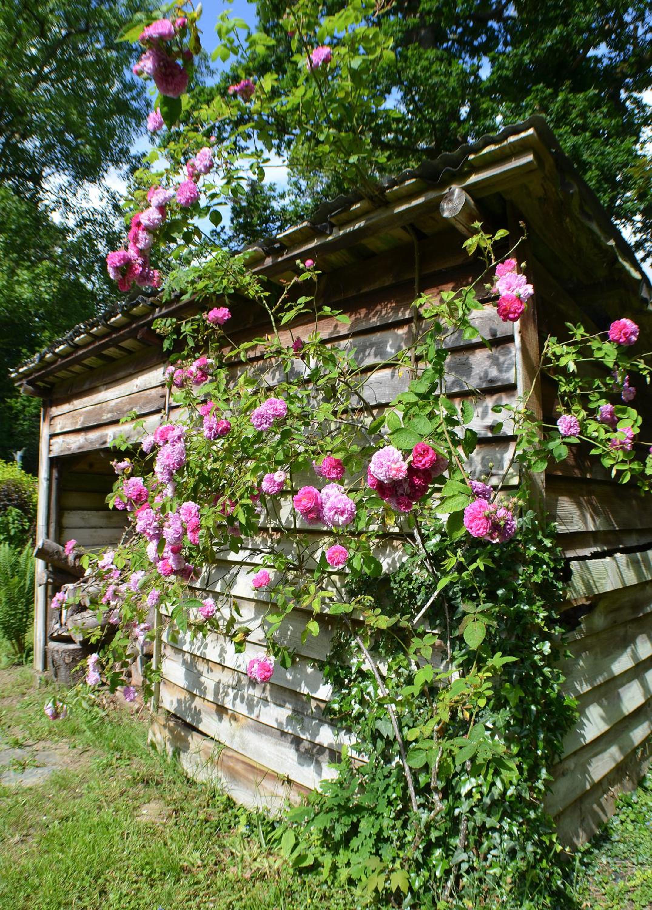 Photo 14