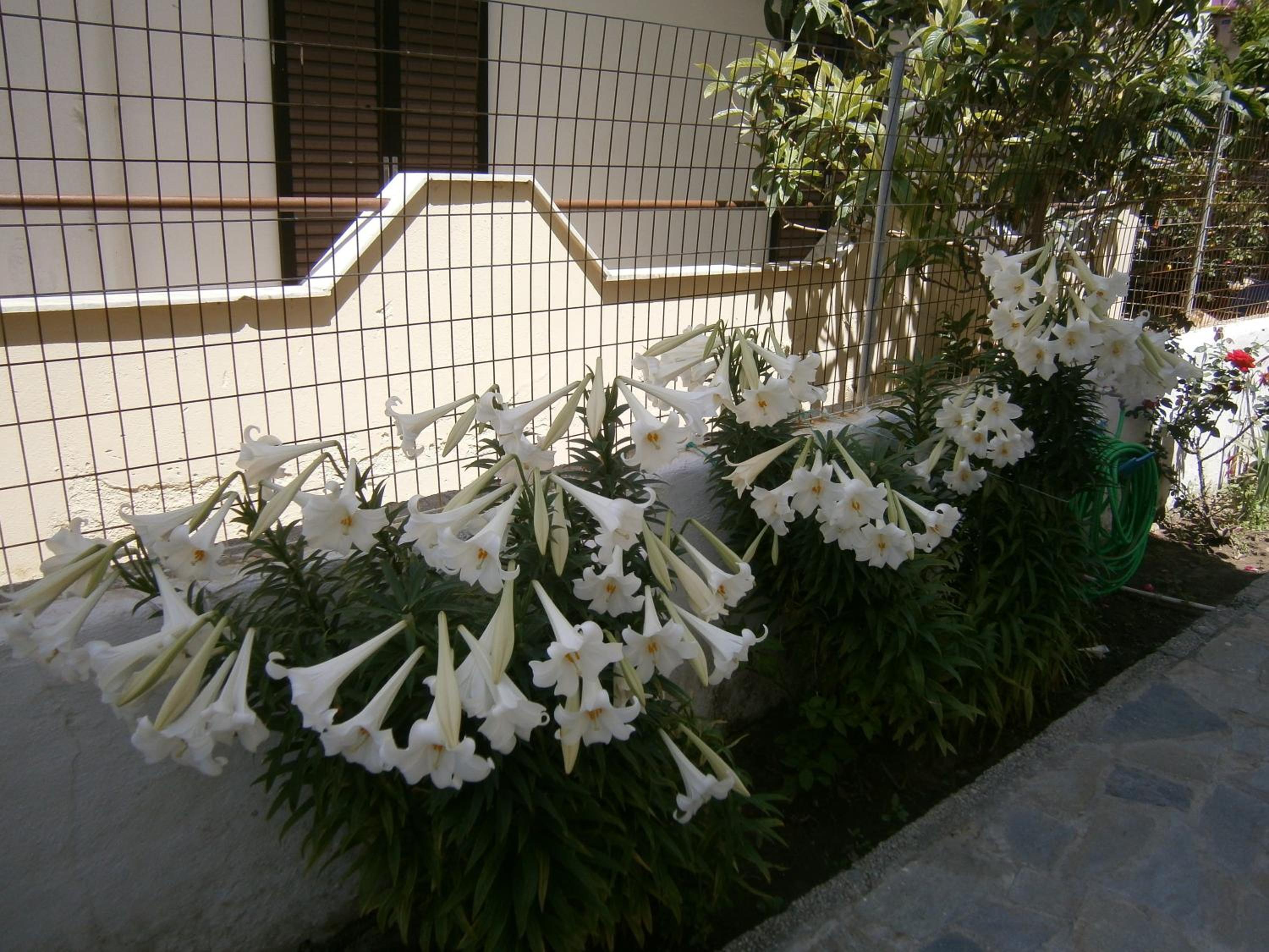 Photo 51