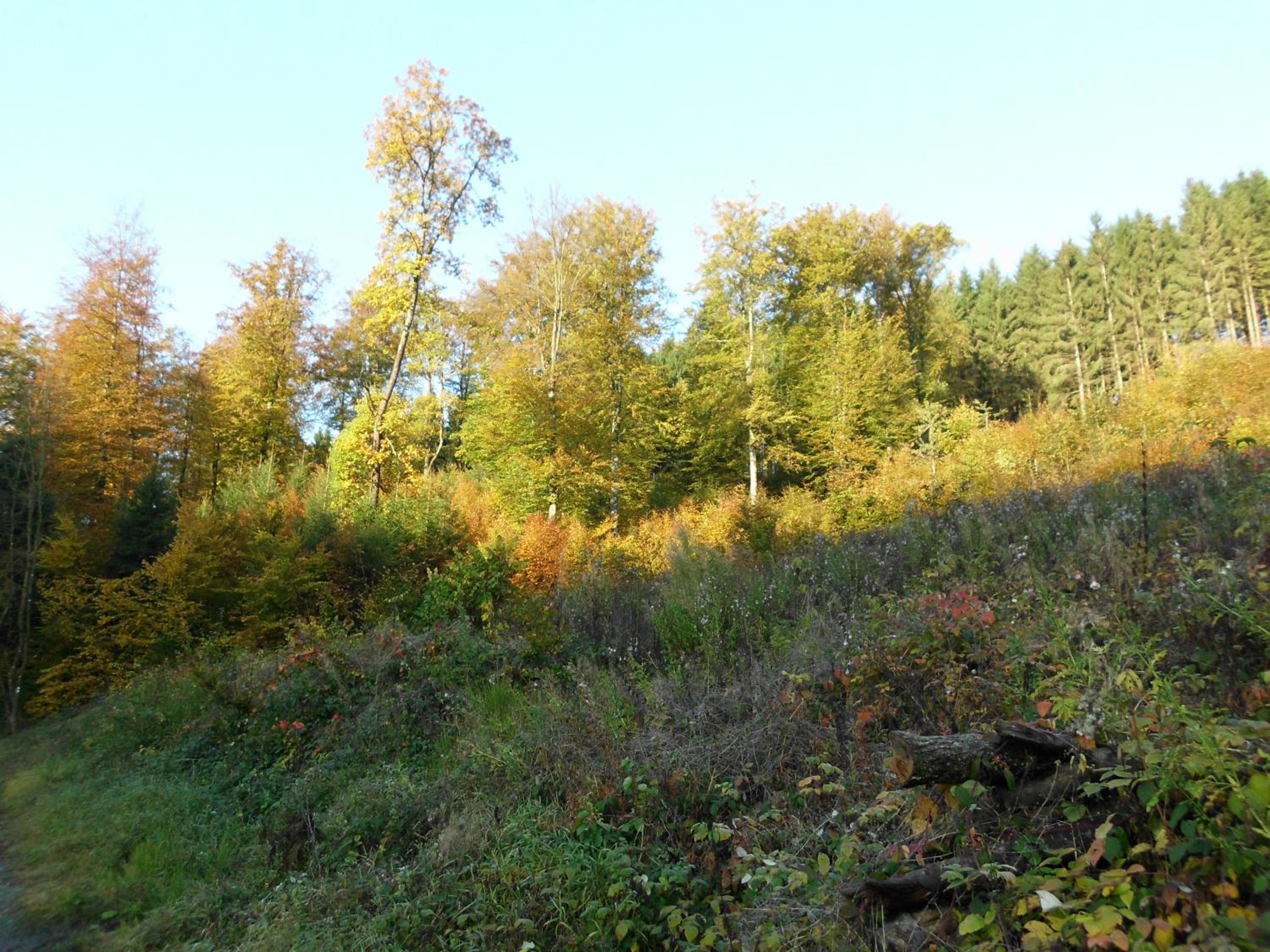 Photo 30