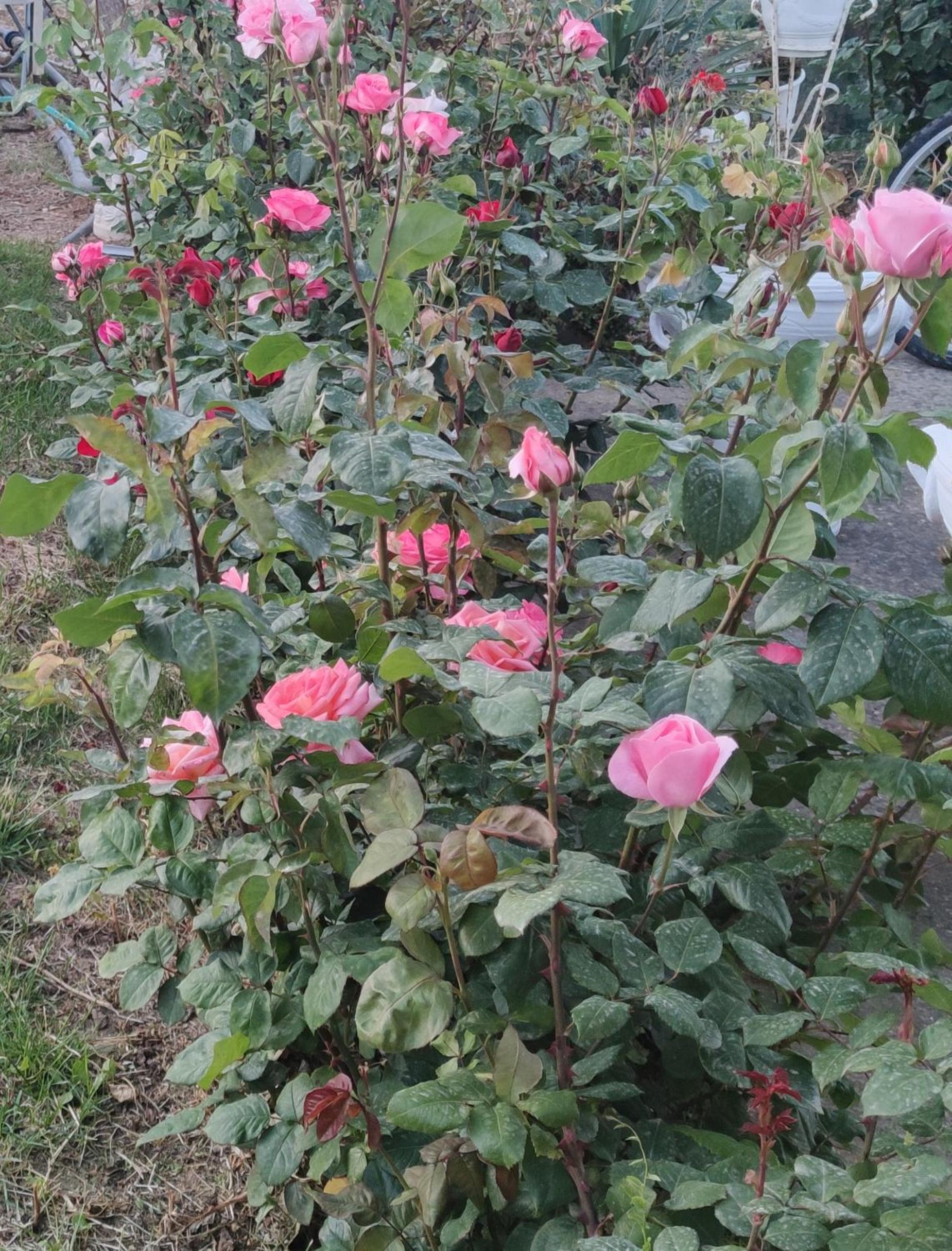Photo 22