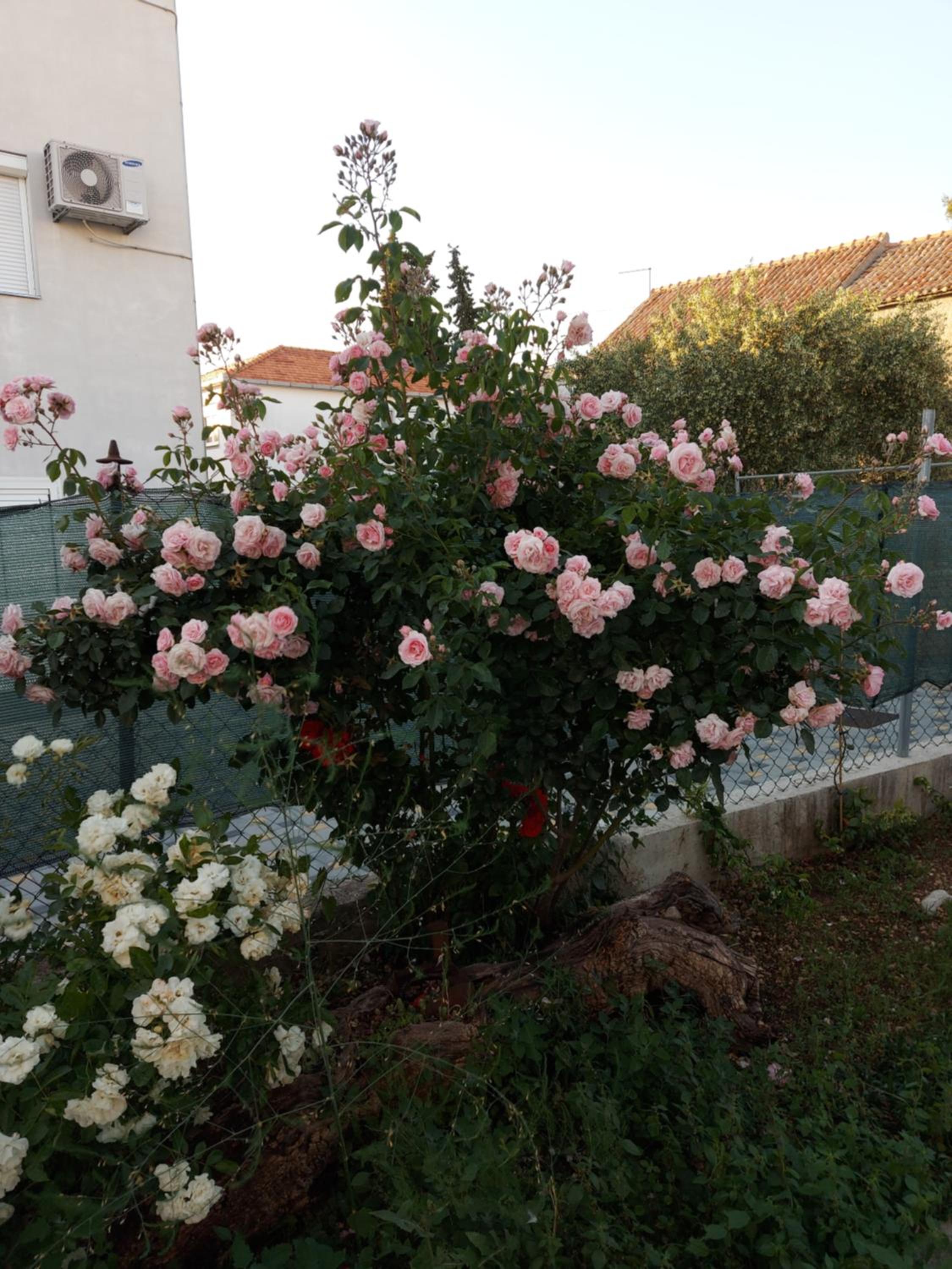 Photo 45