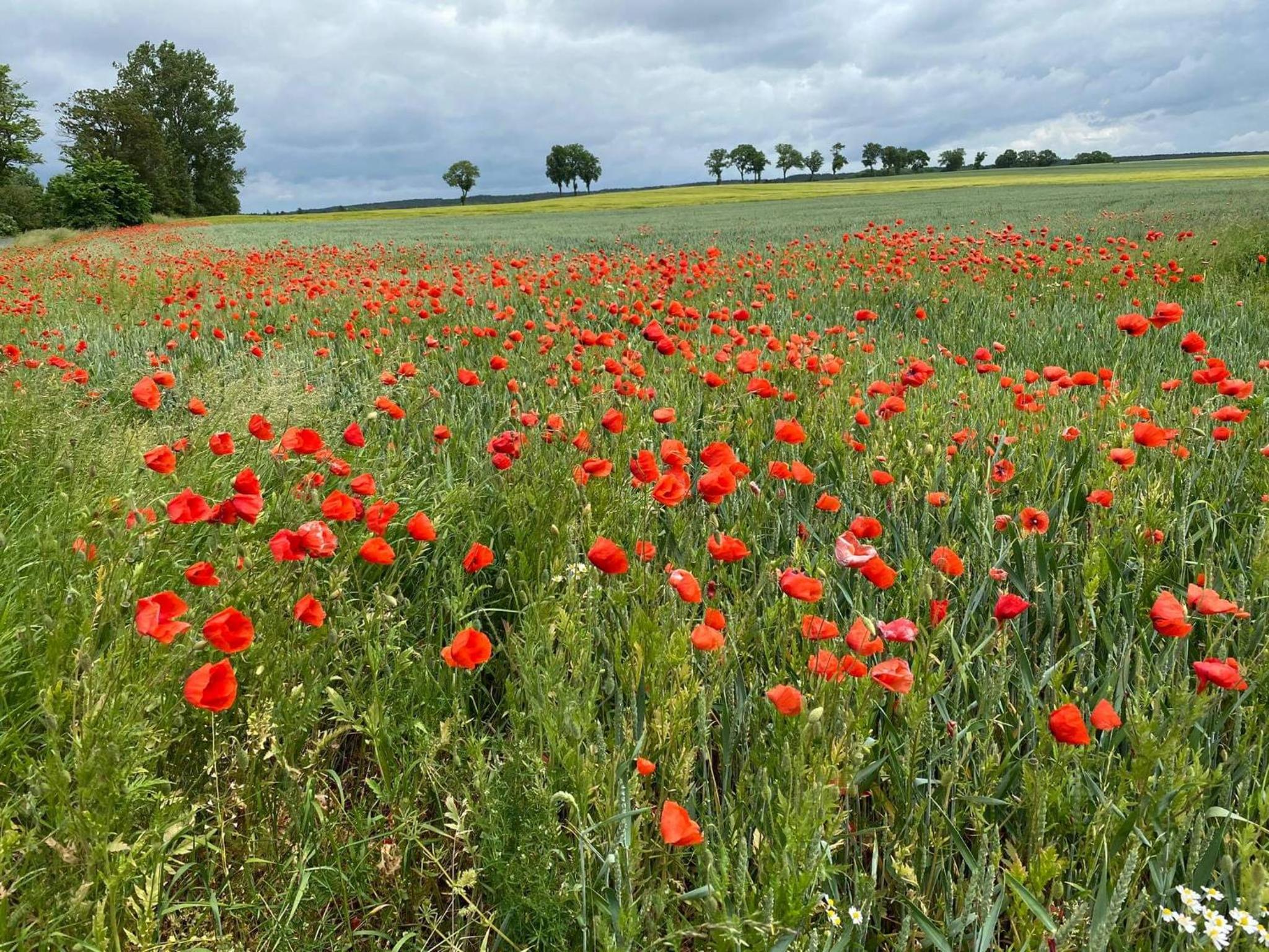 Gospodarstwo Agroturystyczne Dolina Wardynki view 3