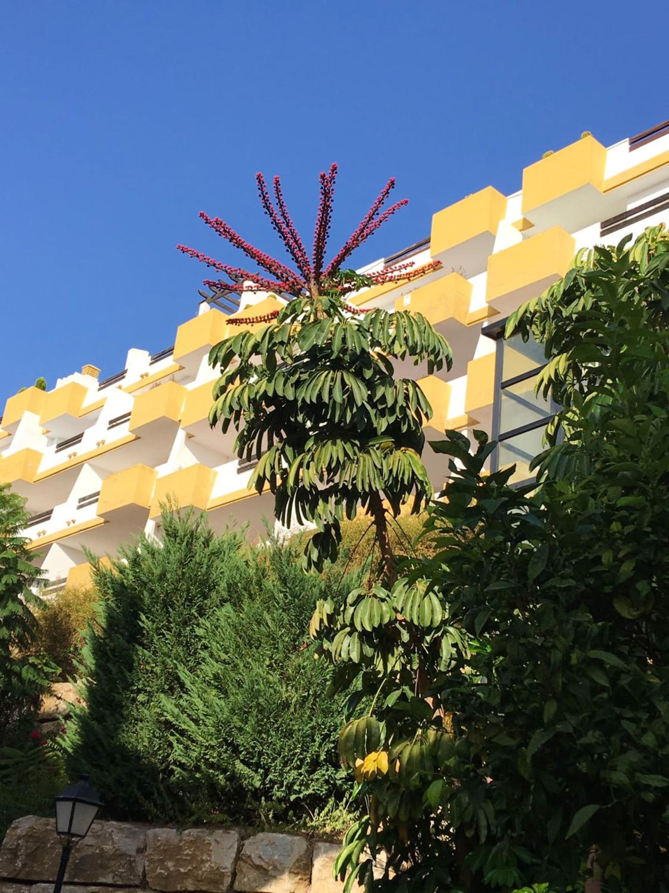 2 bedrooms appartement with sea view shared pool and furnished terrace at Cala de Mijas 3 km away from the beach
