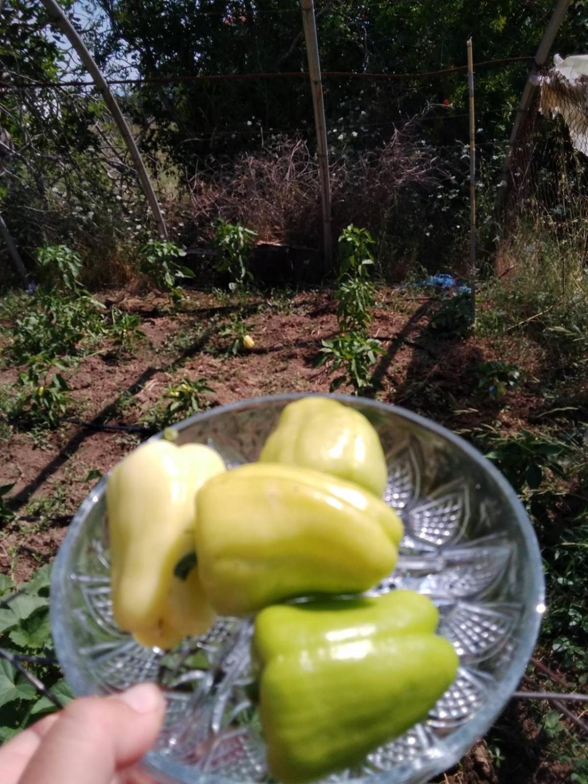 Photo 24