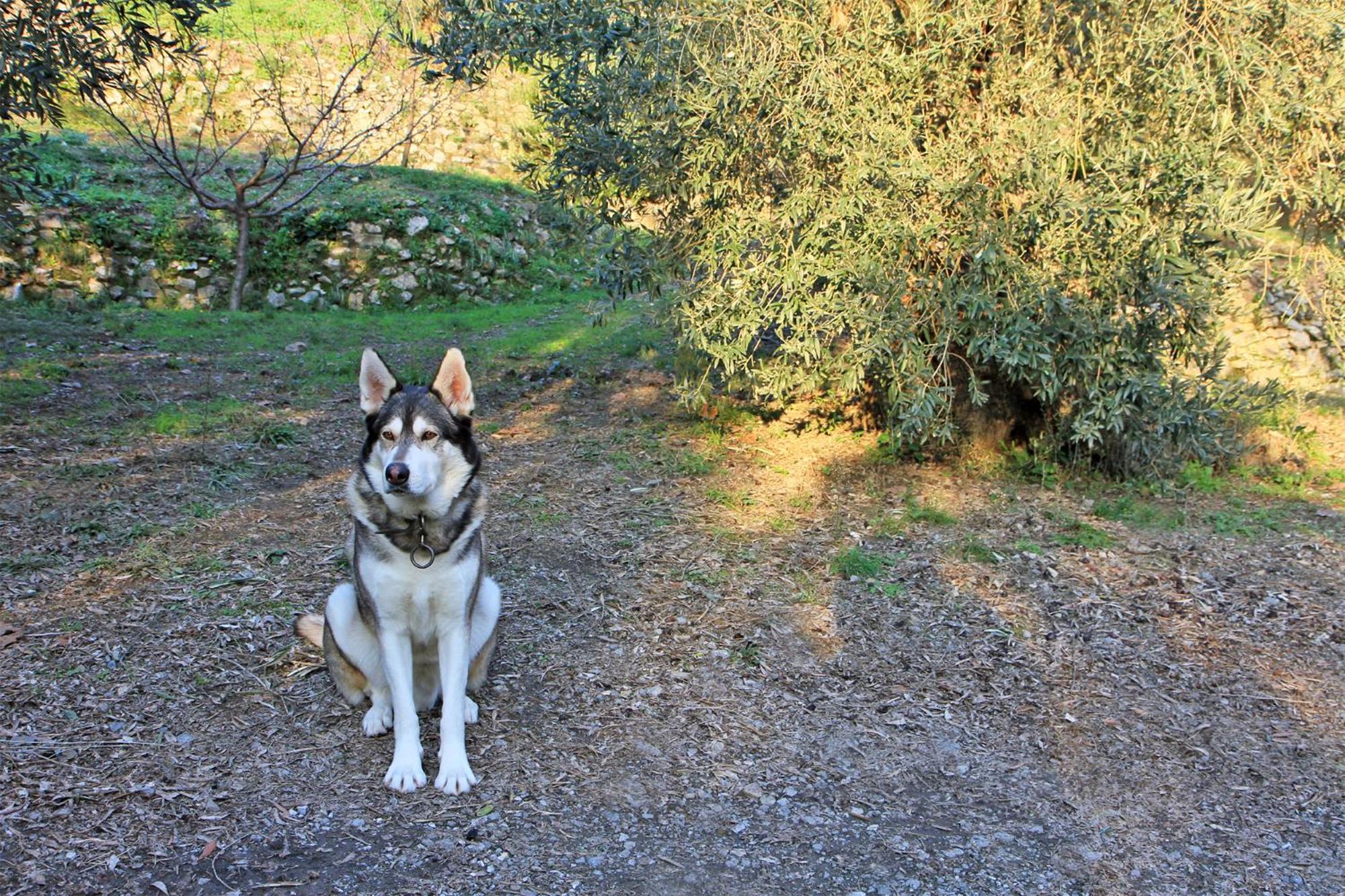 Organic Land Escape - Guest studio in Stafylos area photo 3