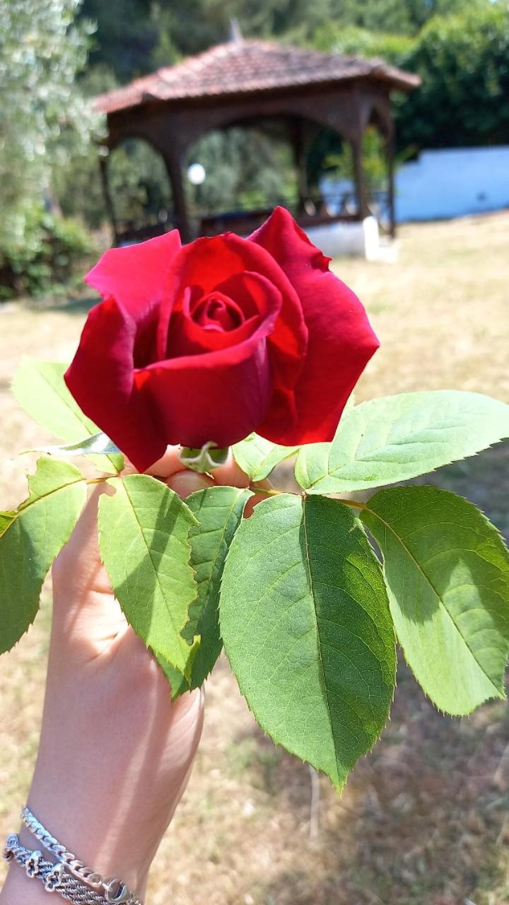 Photo 17