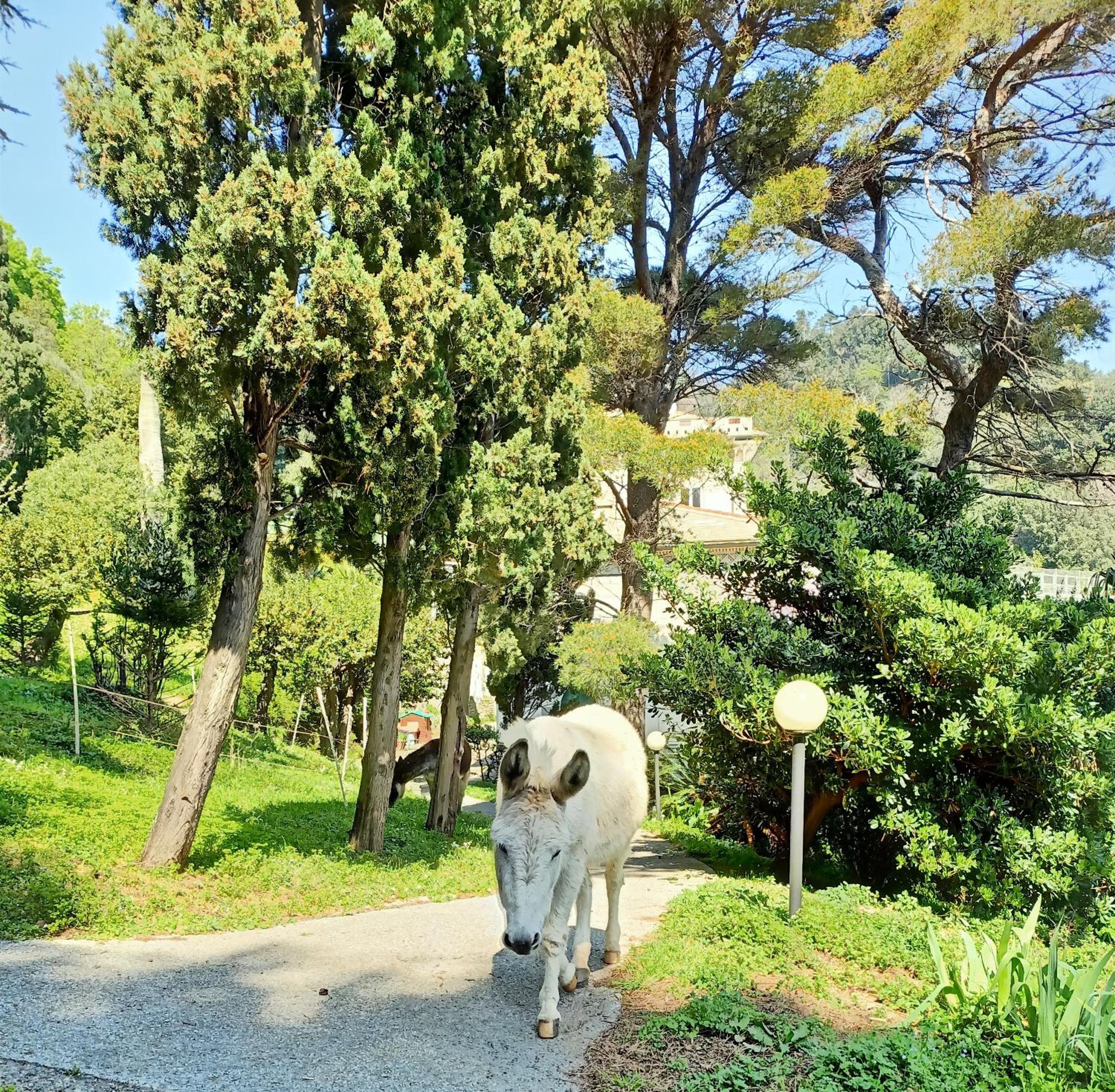 Villa D'Albertis view 2