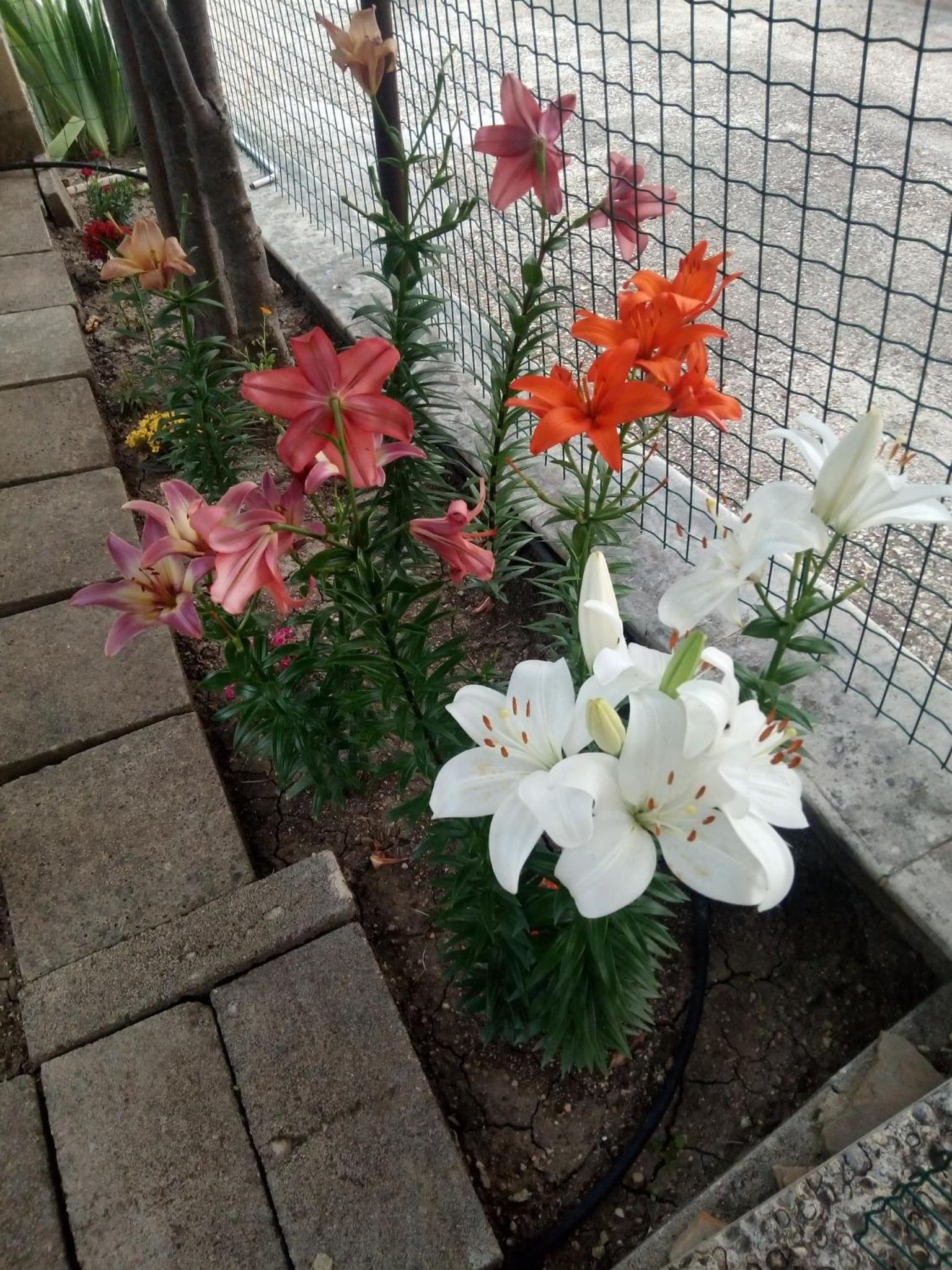 Photo 49