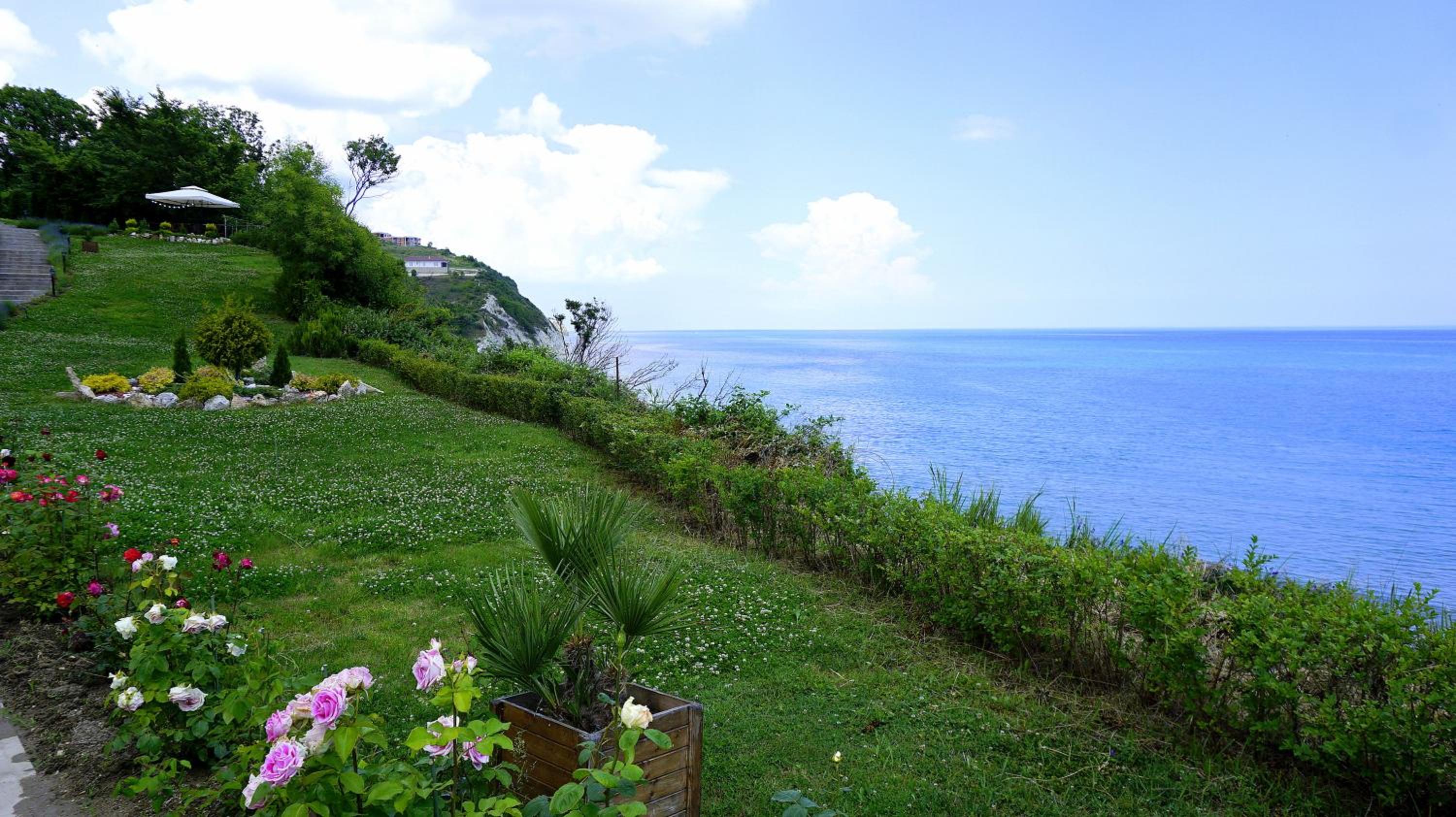 Byala Cliff Forest