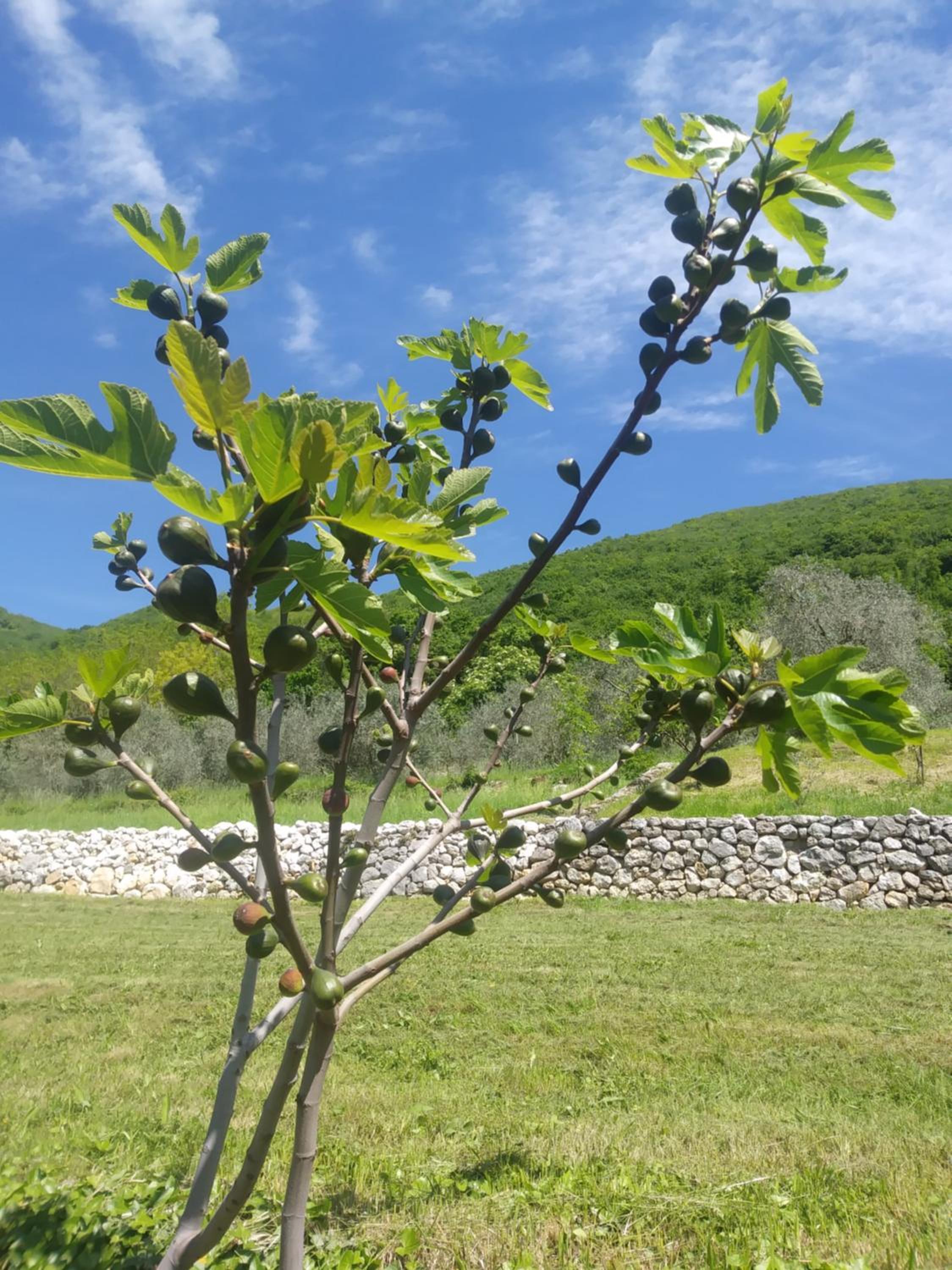 Poggio del Sole view 5