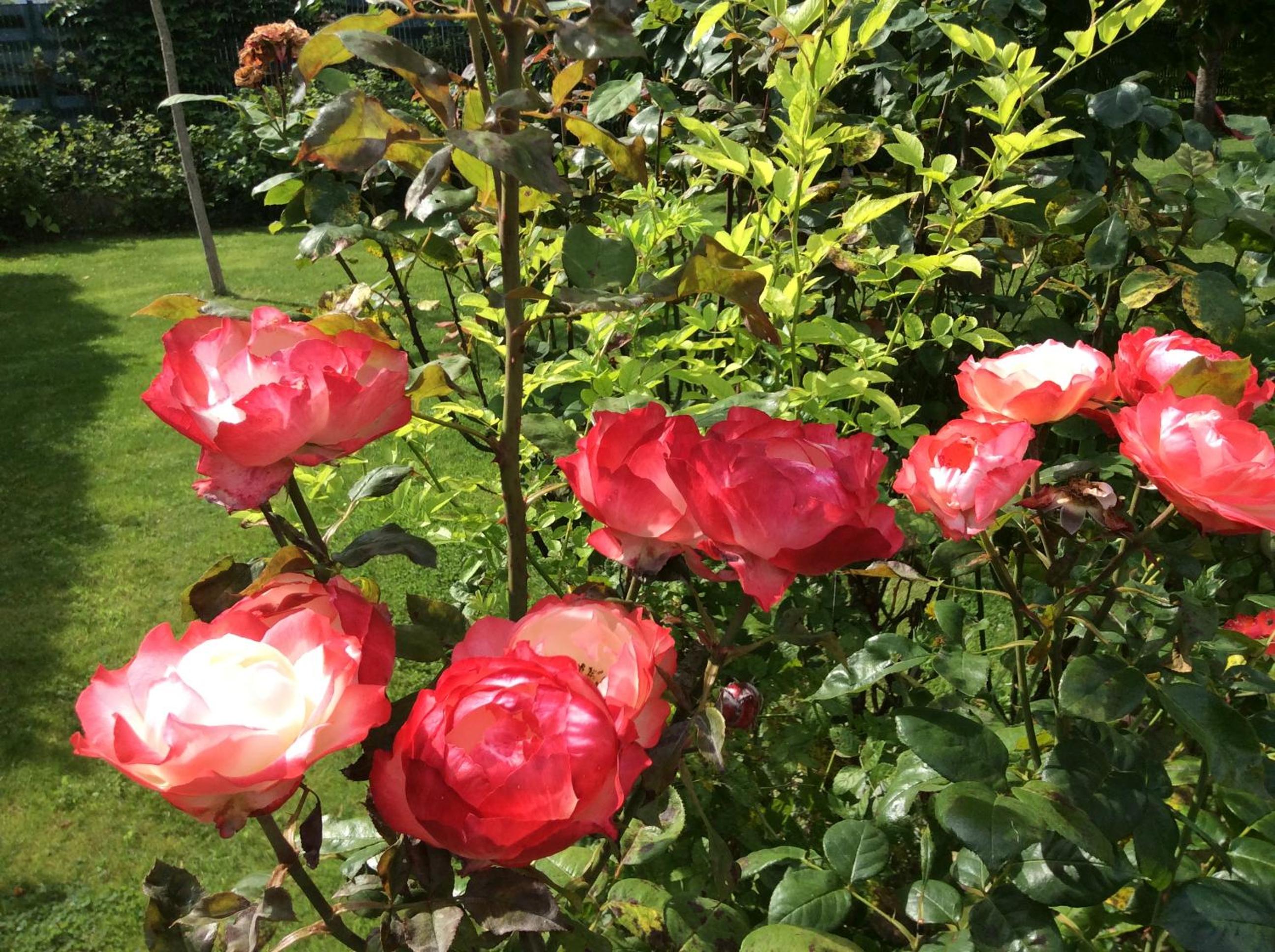Photo 22