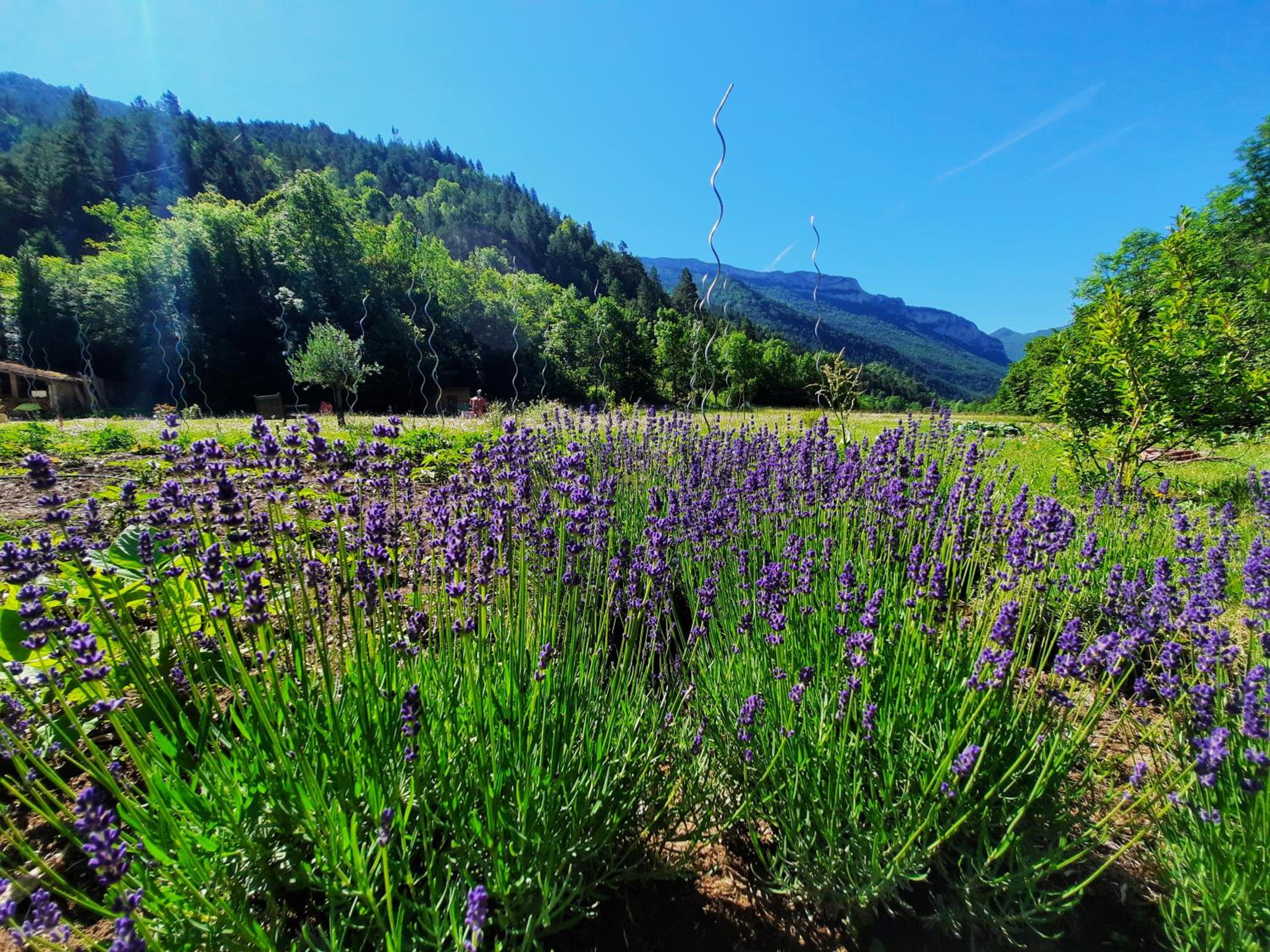 La Bergerie à Menée
