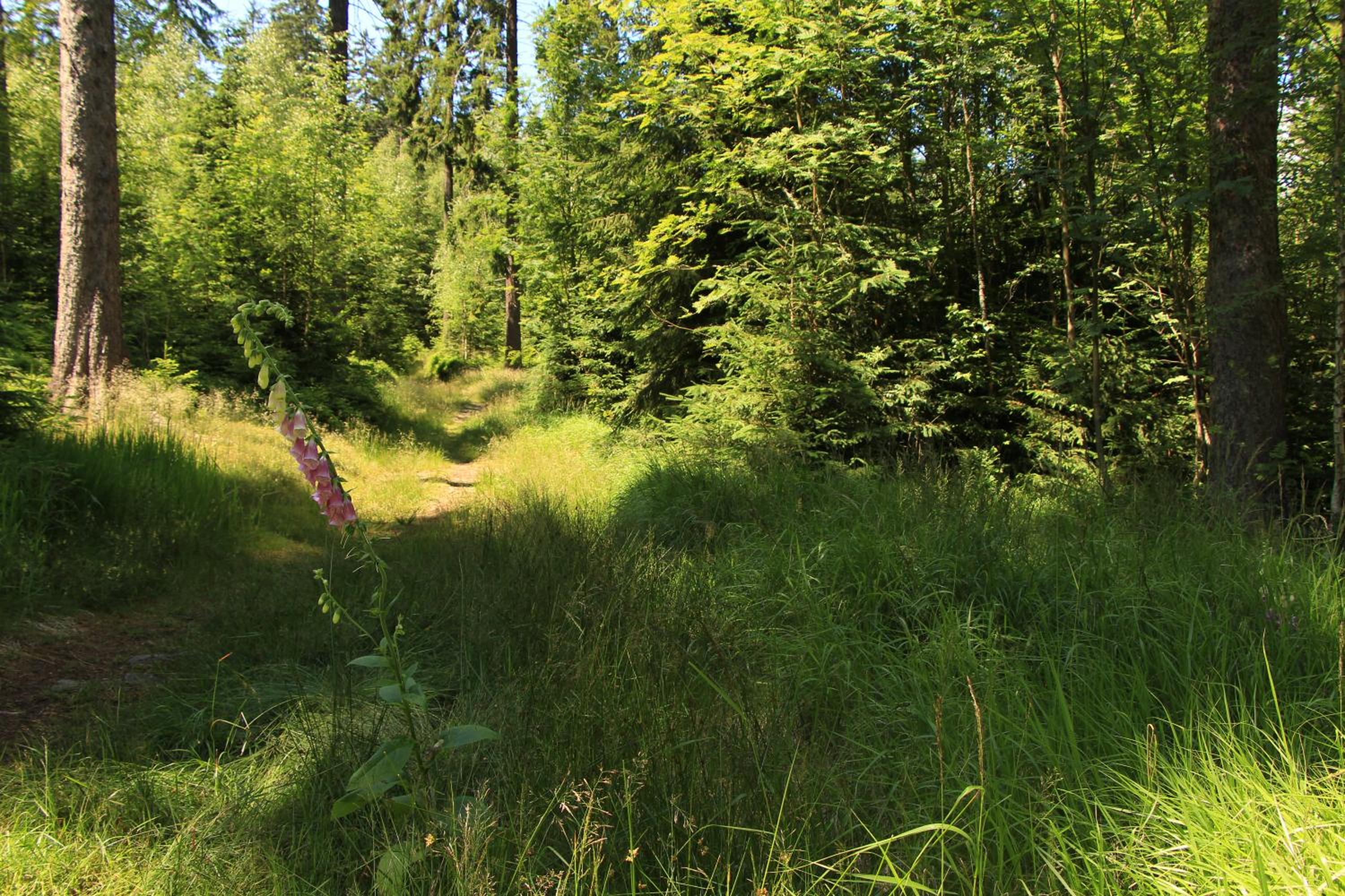 Photo 44