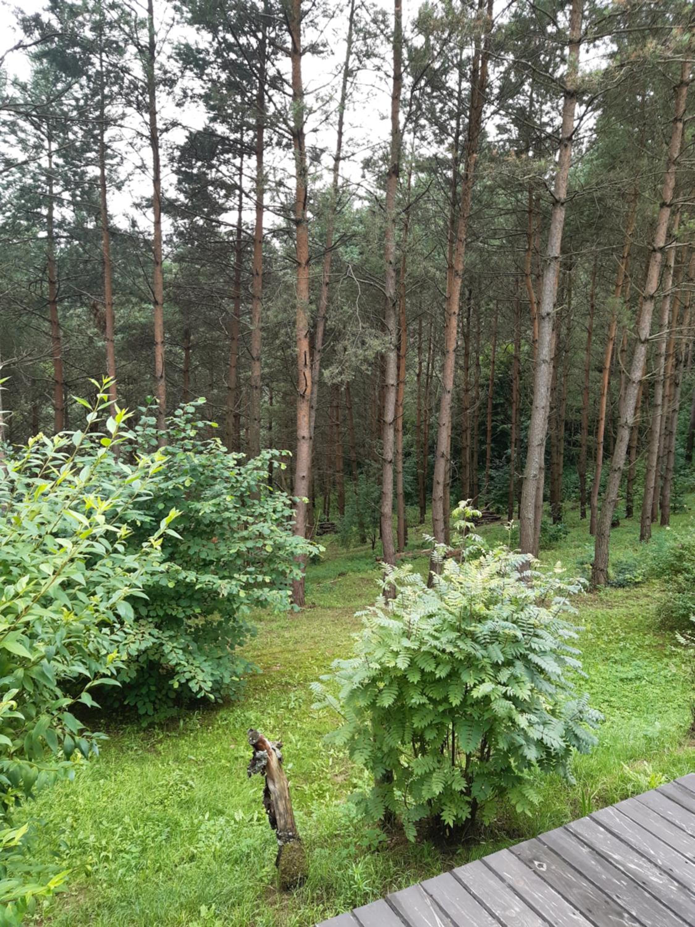 Leśna Polana