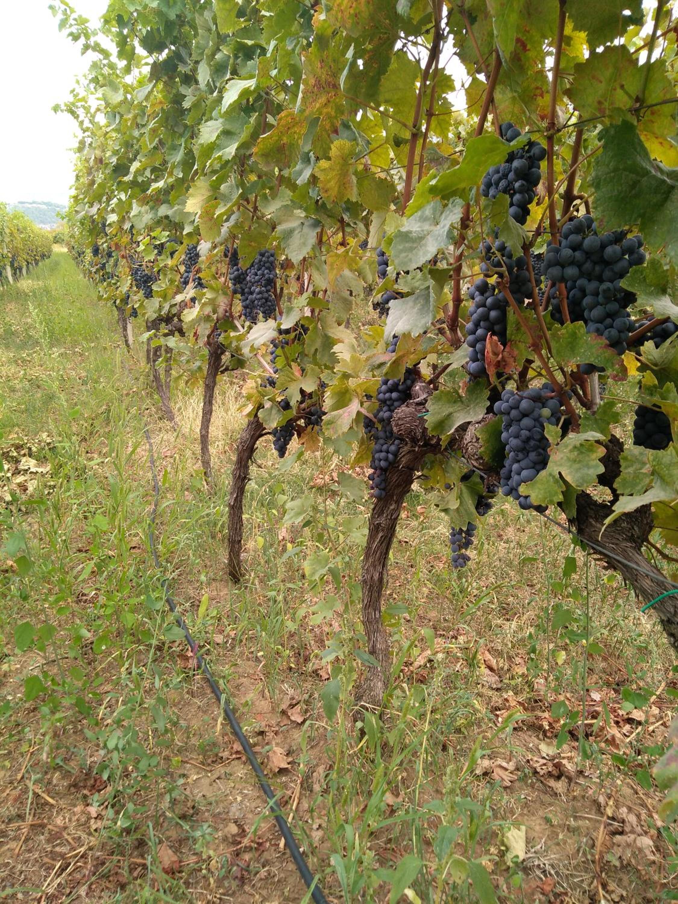Vinarija 