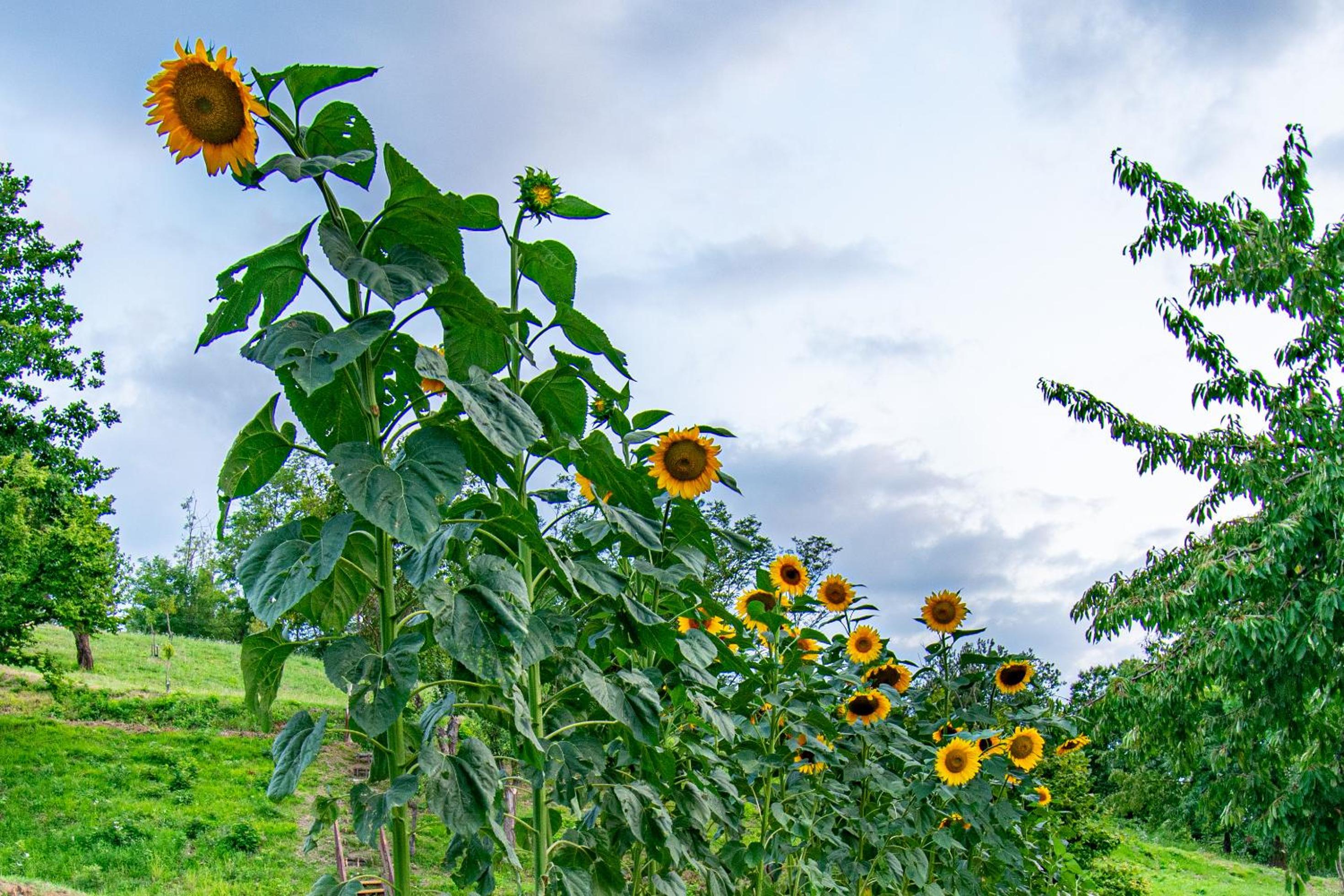 B&B Cascina Sant'Elena