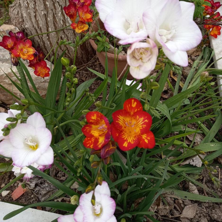 Photo 19
