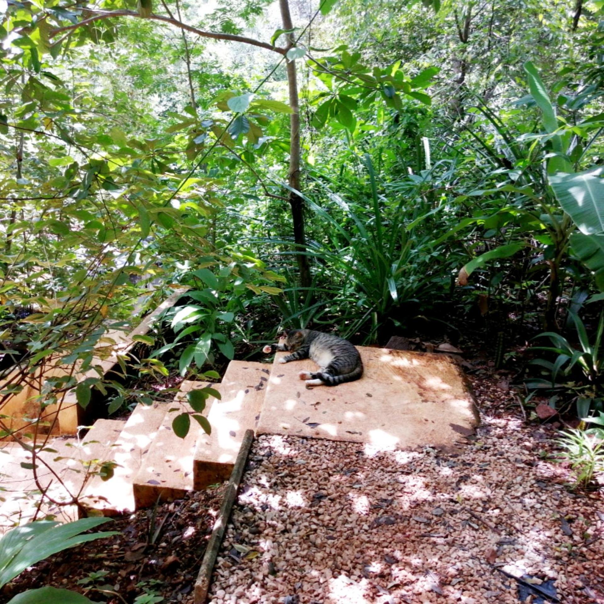 Cocolhu view 5