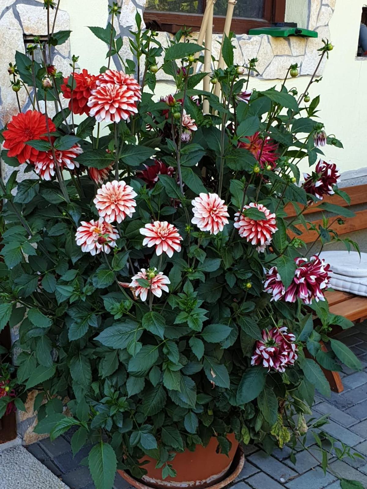 Photo 27