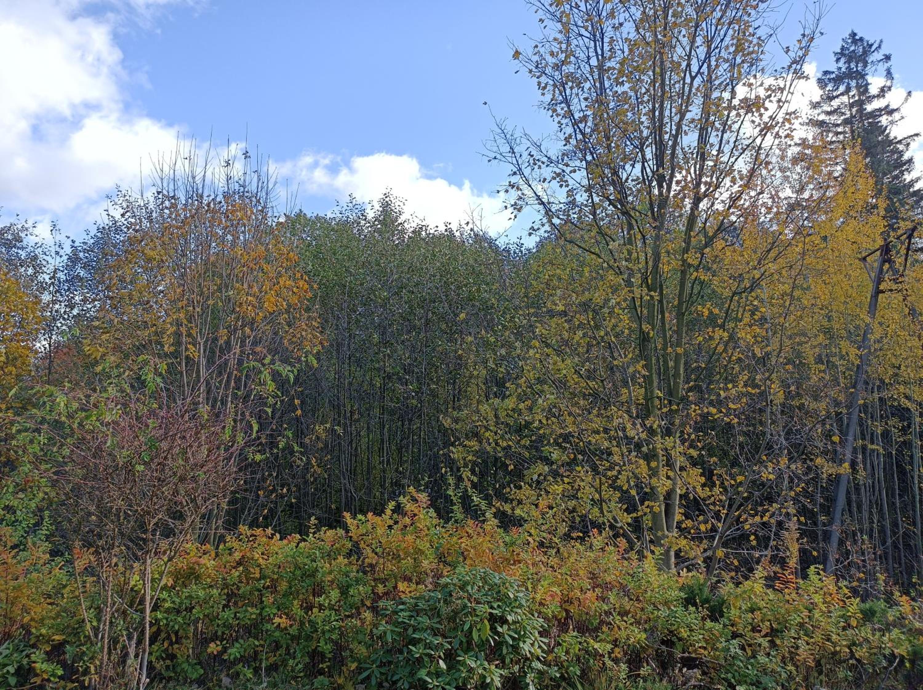 Photo 49