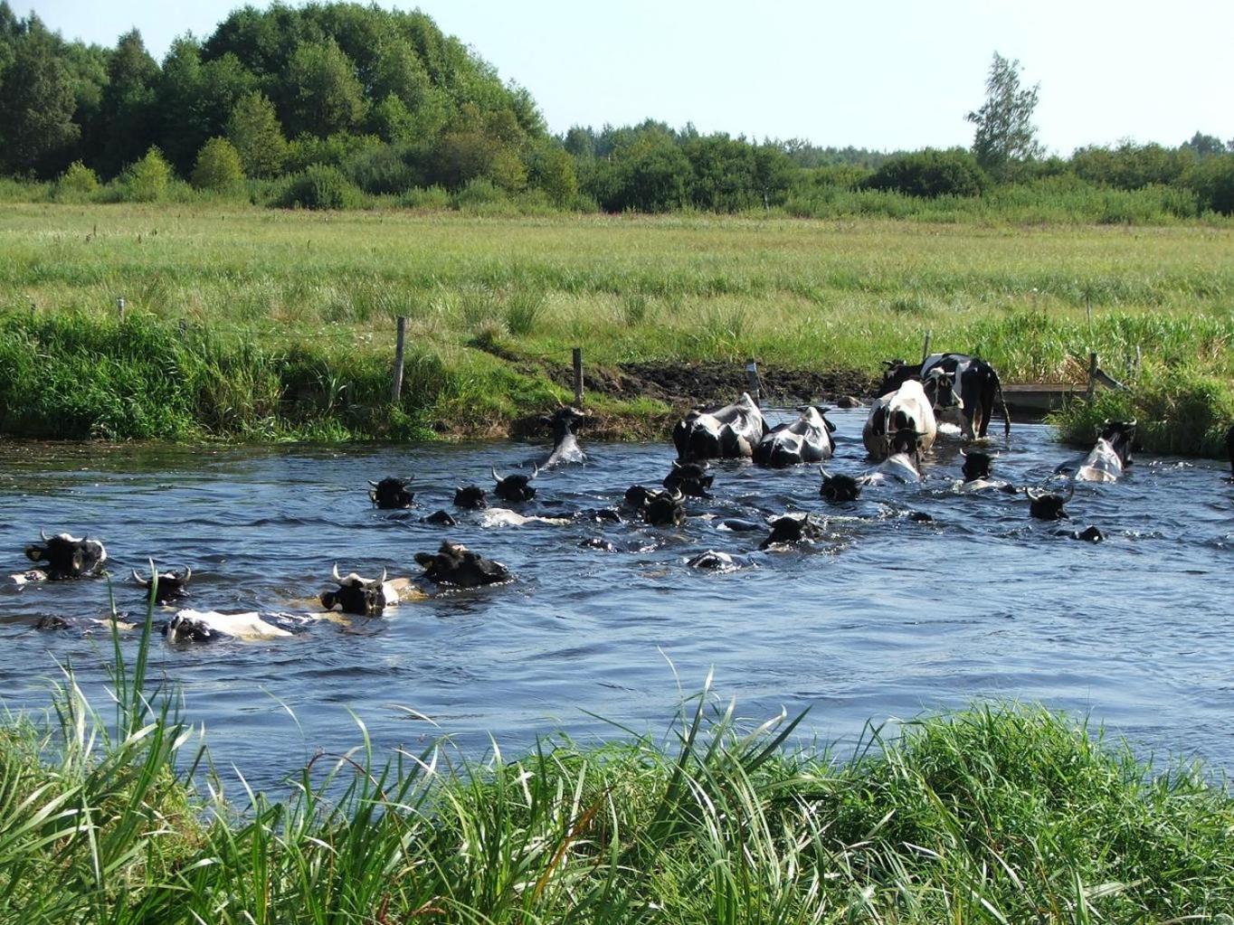 zajęcza chata view 2