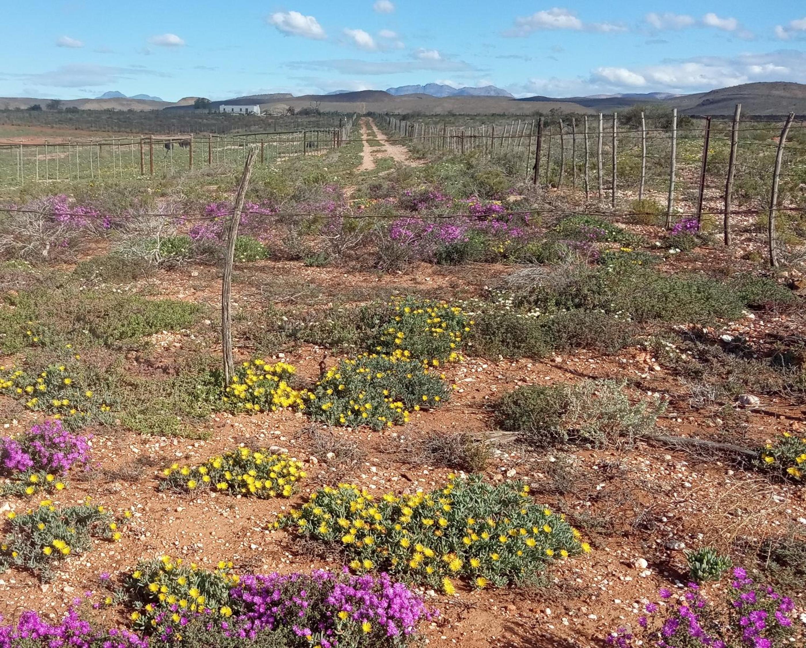 PurePlaas Self catering Volmoed Oudtshoorn Klein Karoo