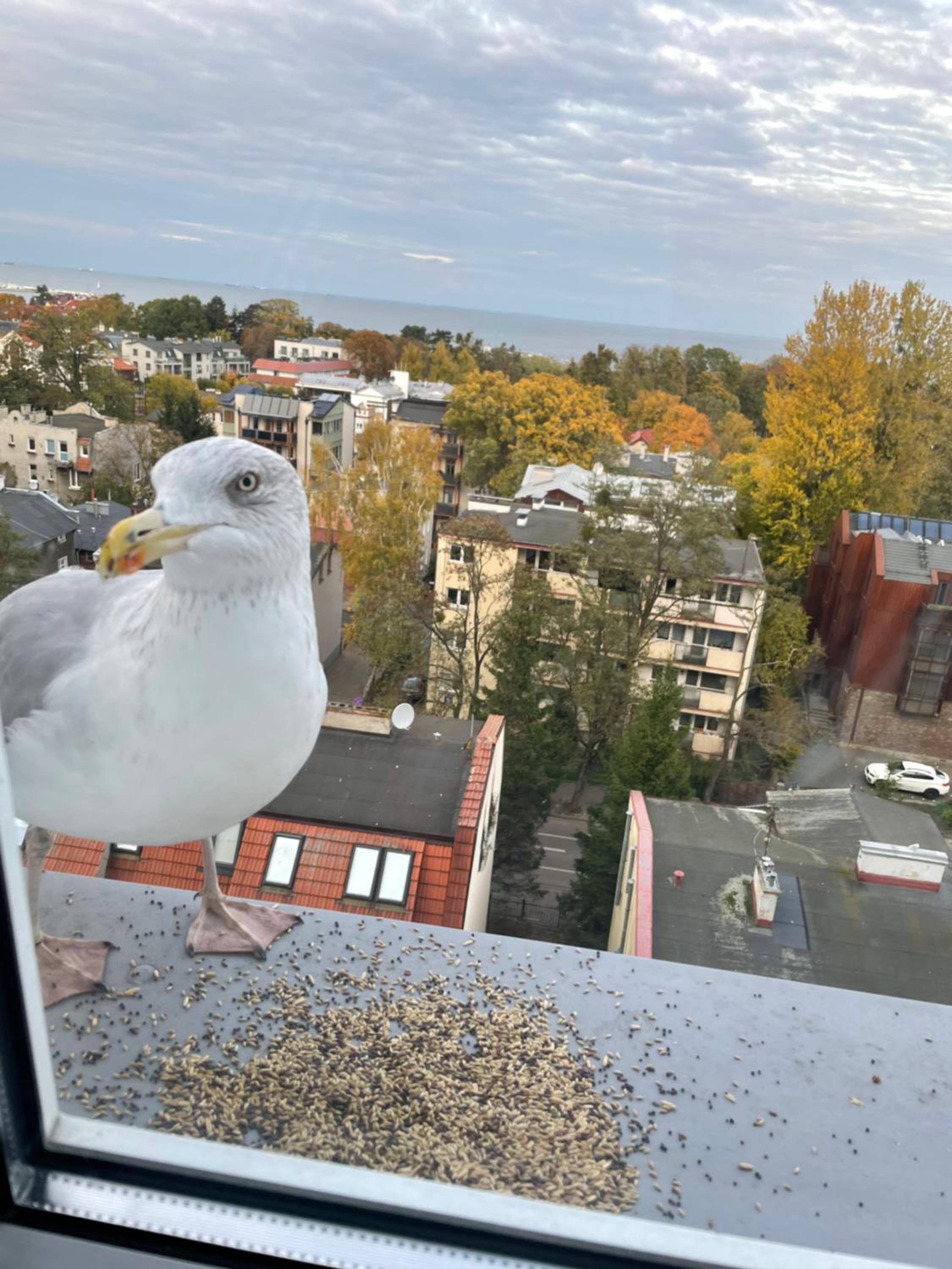 Apartament Karlikowska z widokiem na morze view 3