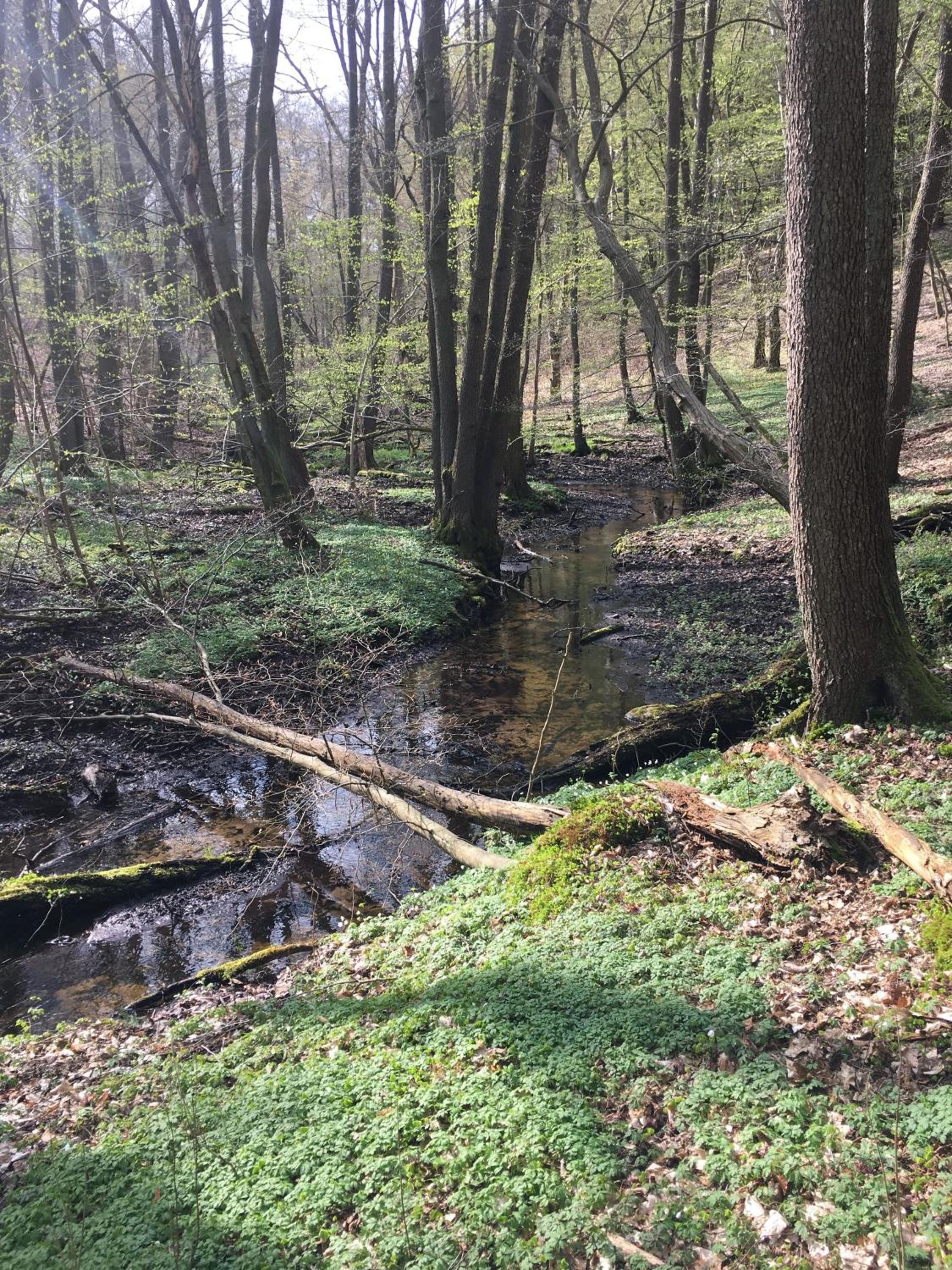 Bungalows am Waldessaum bei Hohenzieritz