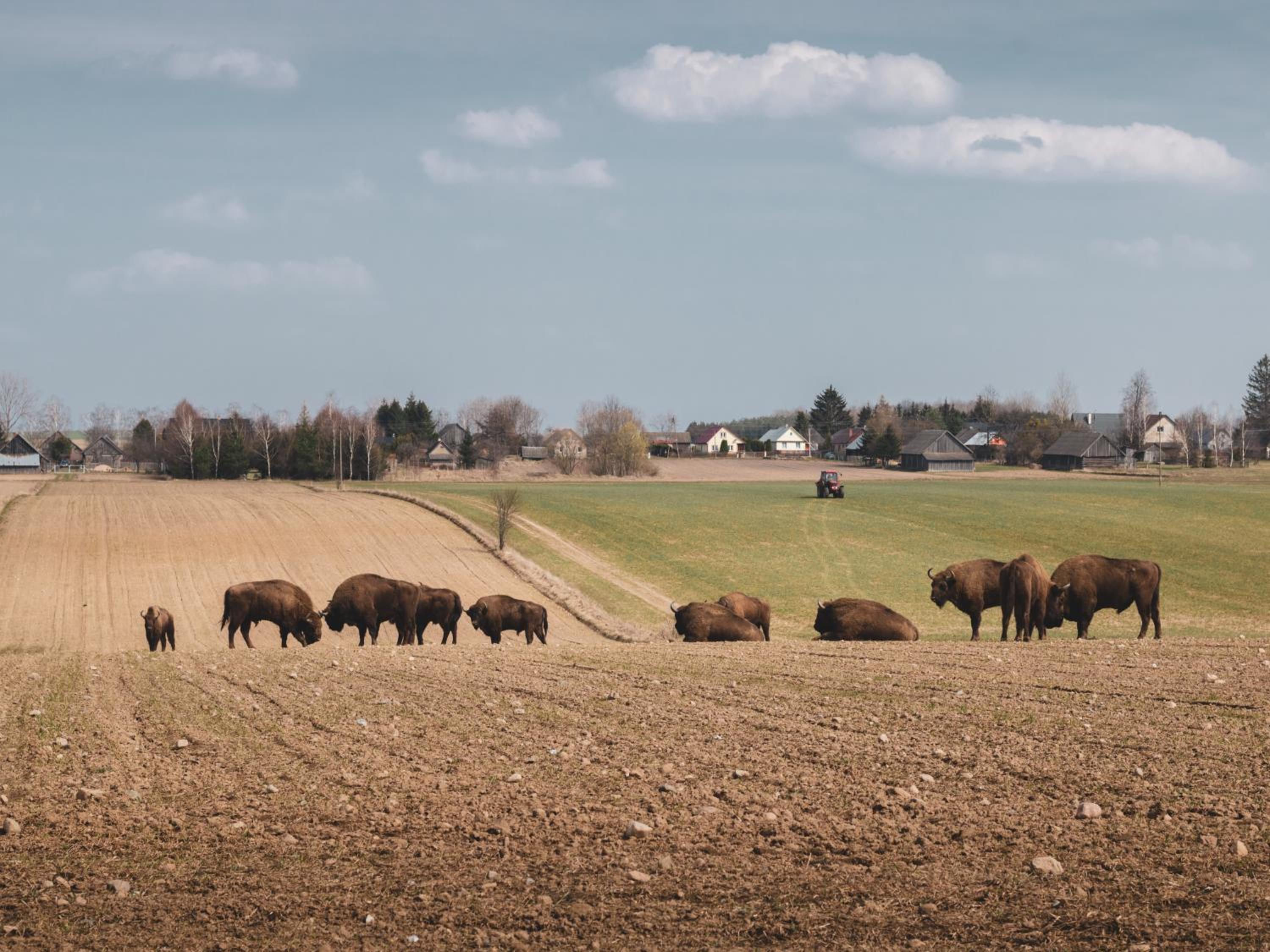Leśna 21 Dom Południe przy PUSZCZA BIAŁOWIESKA