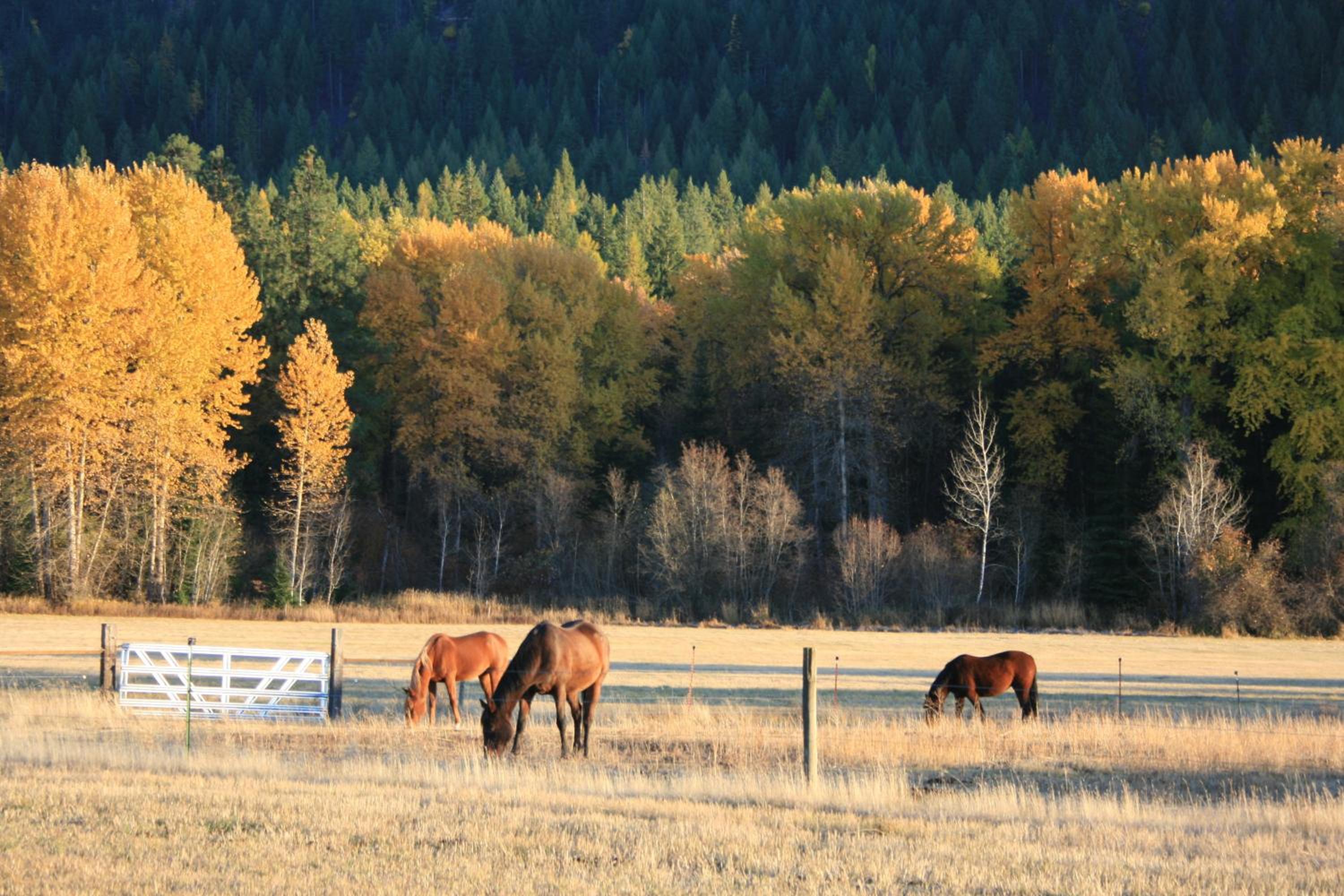 Cedar Mountain Farm Bed and Breakfast LLC view 3