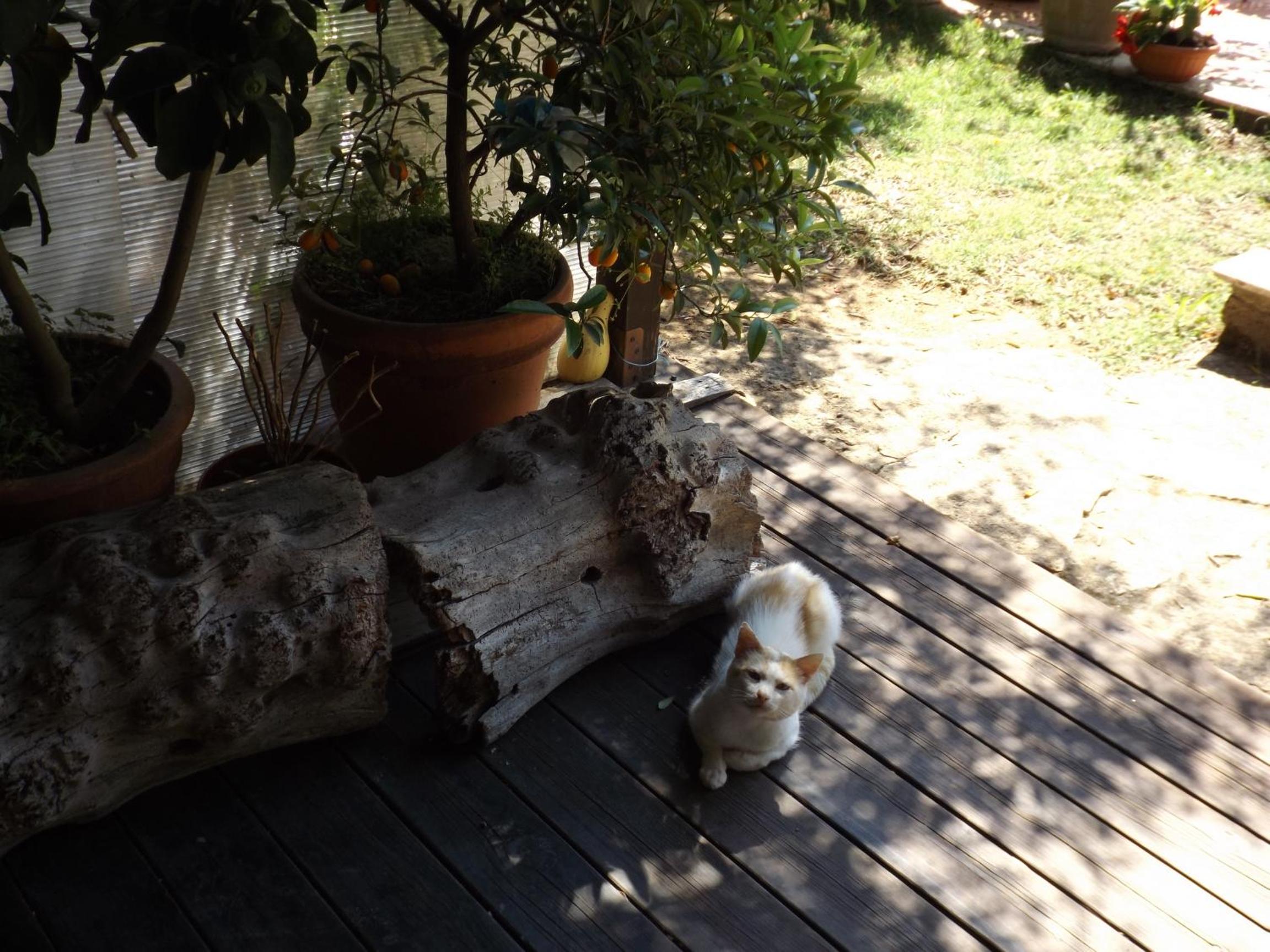 Photo 53