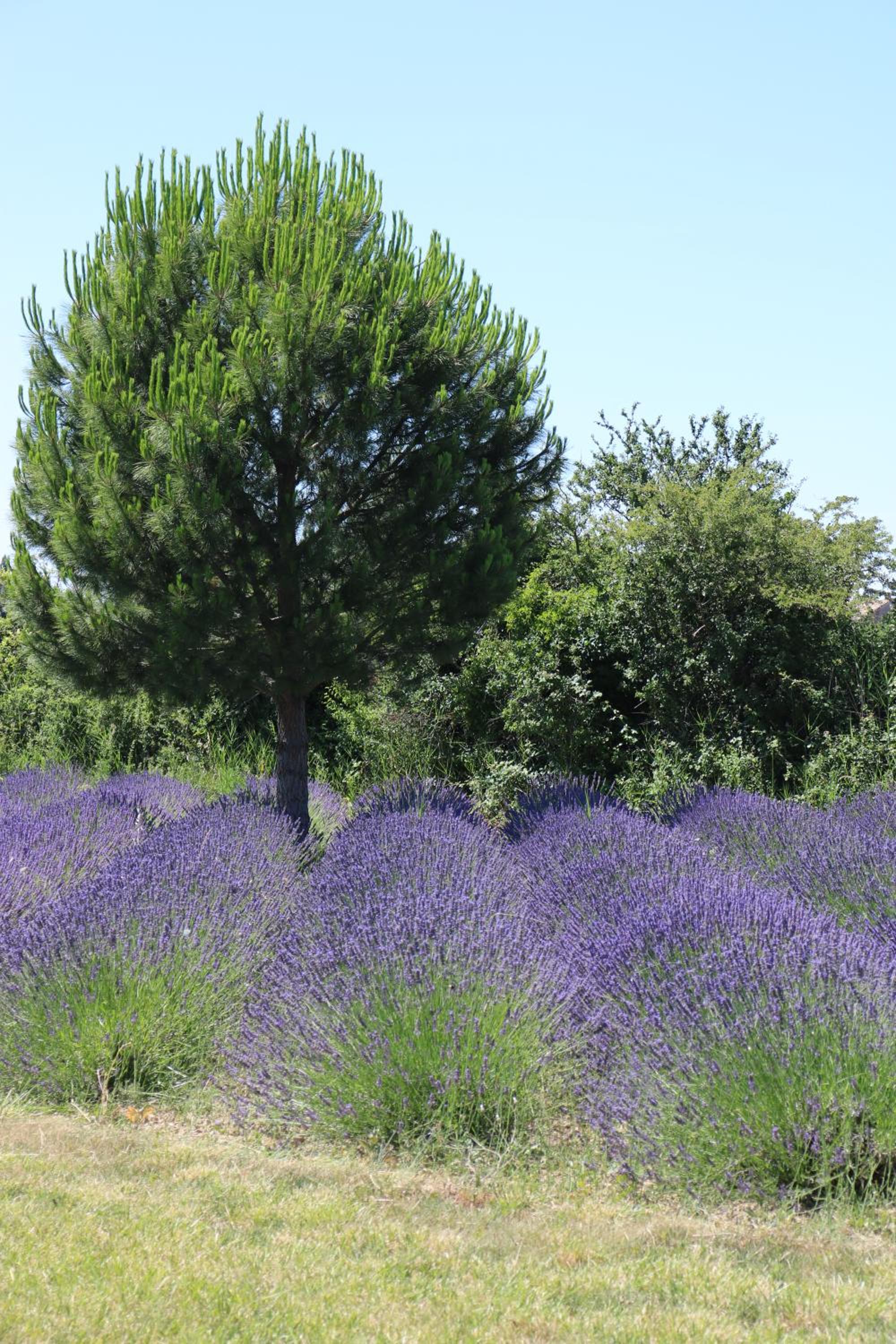 Lavand'Ange et SPA