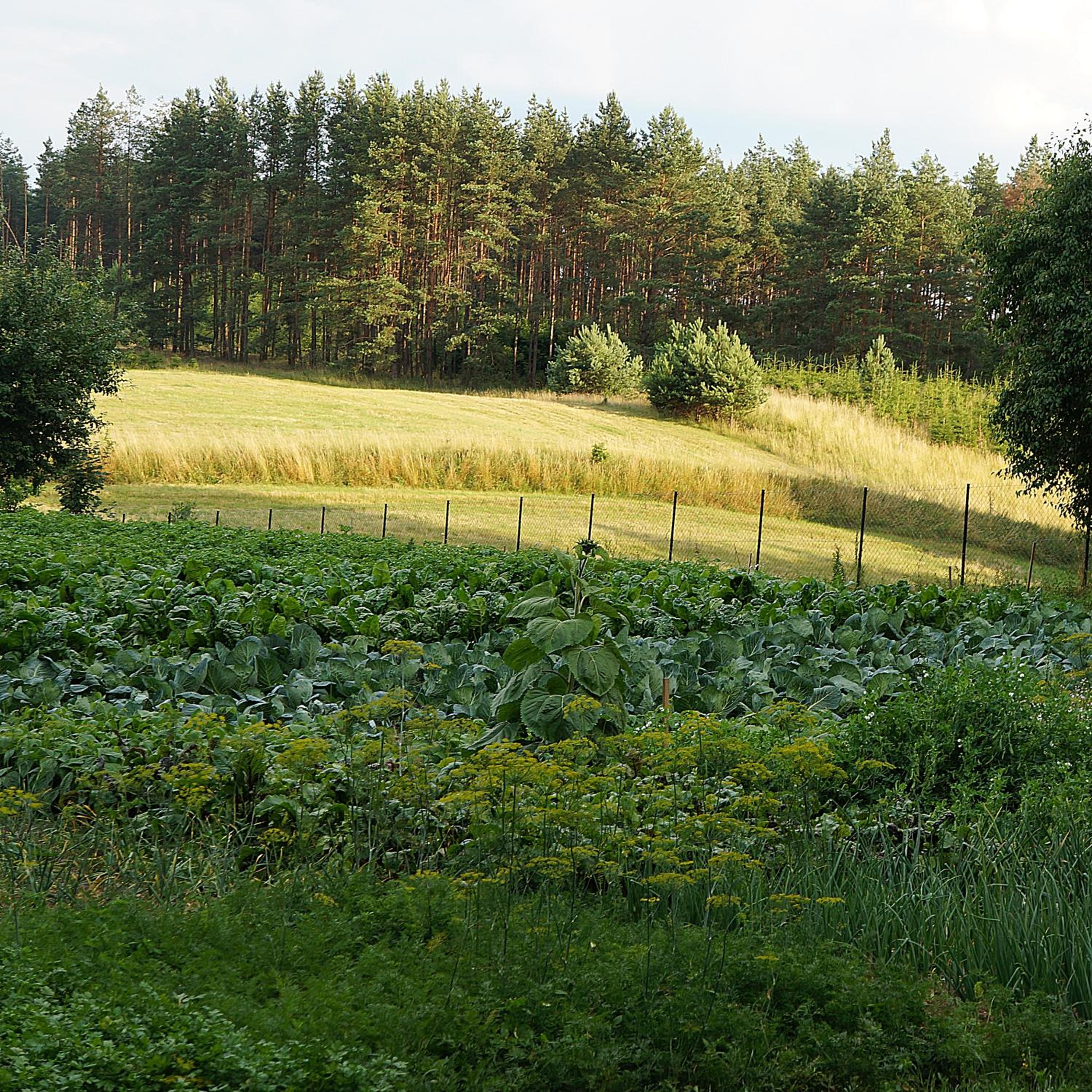 Warmińskie Uroczysko view 3