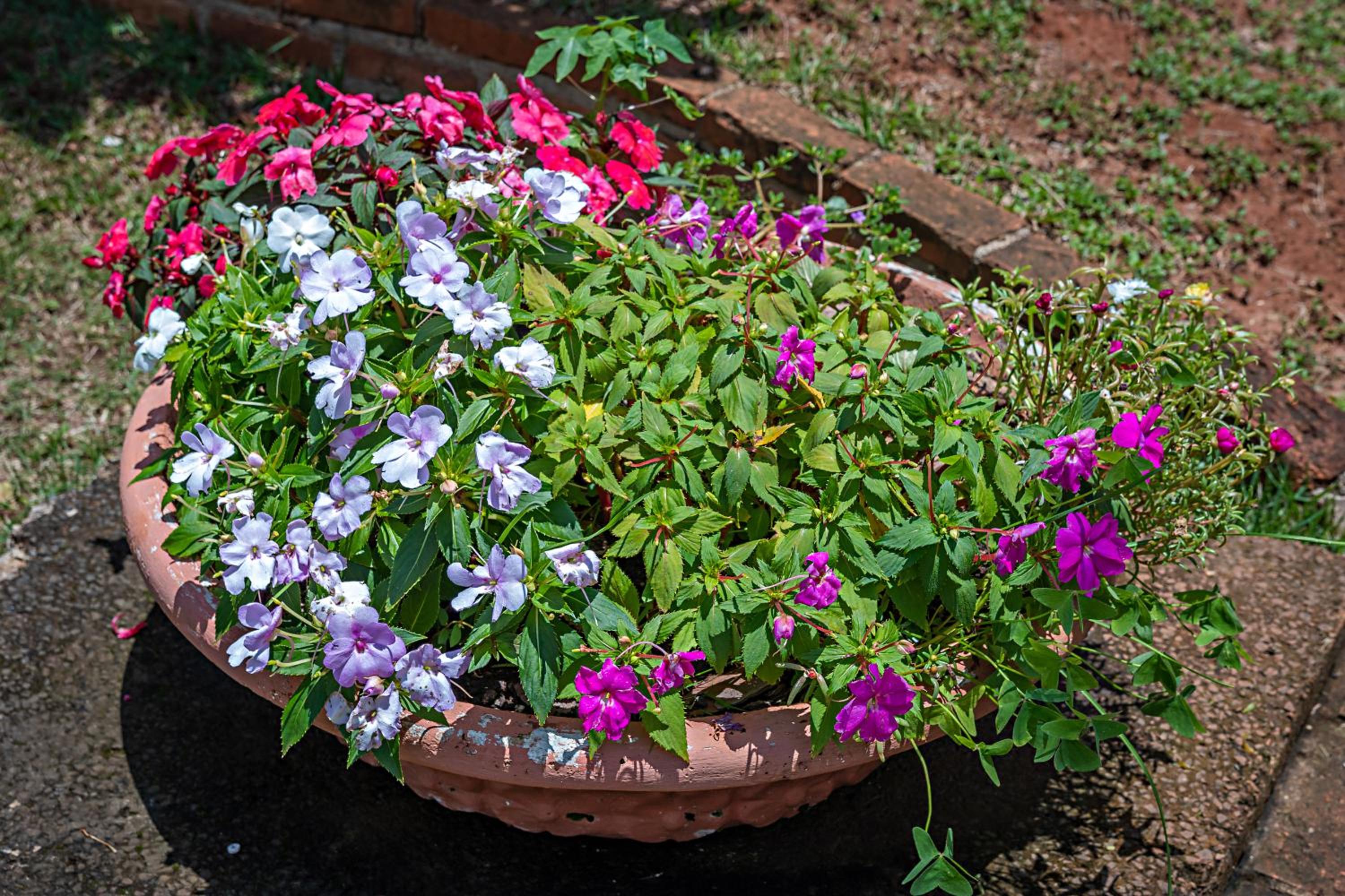 garden