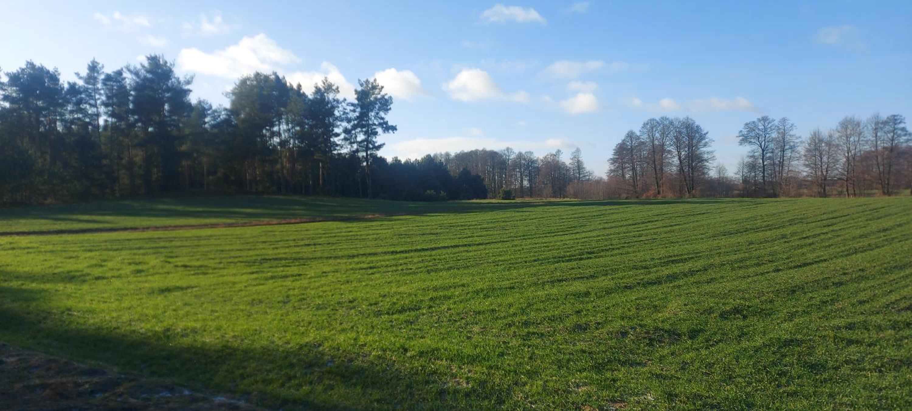 Domek do wynajęcia - Siedlisko przy lesie