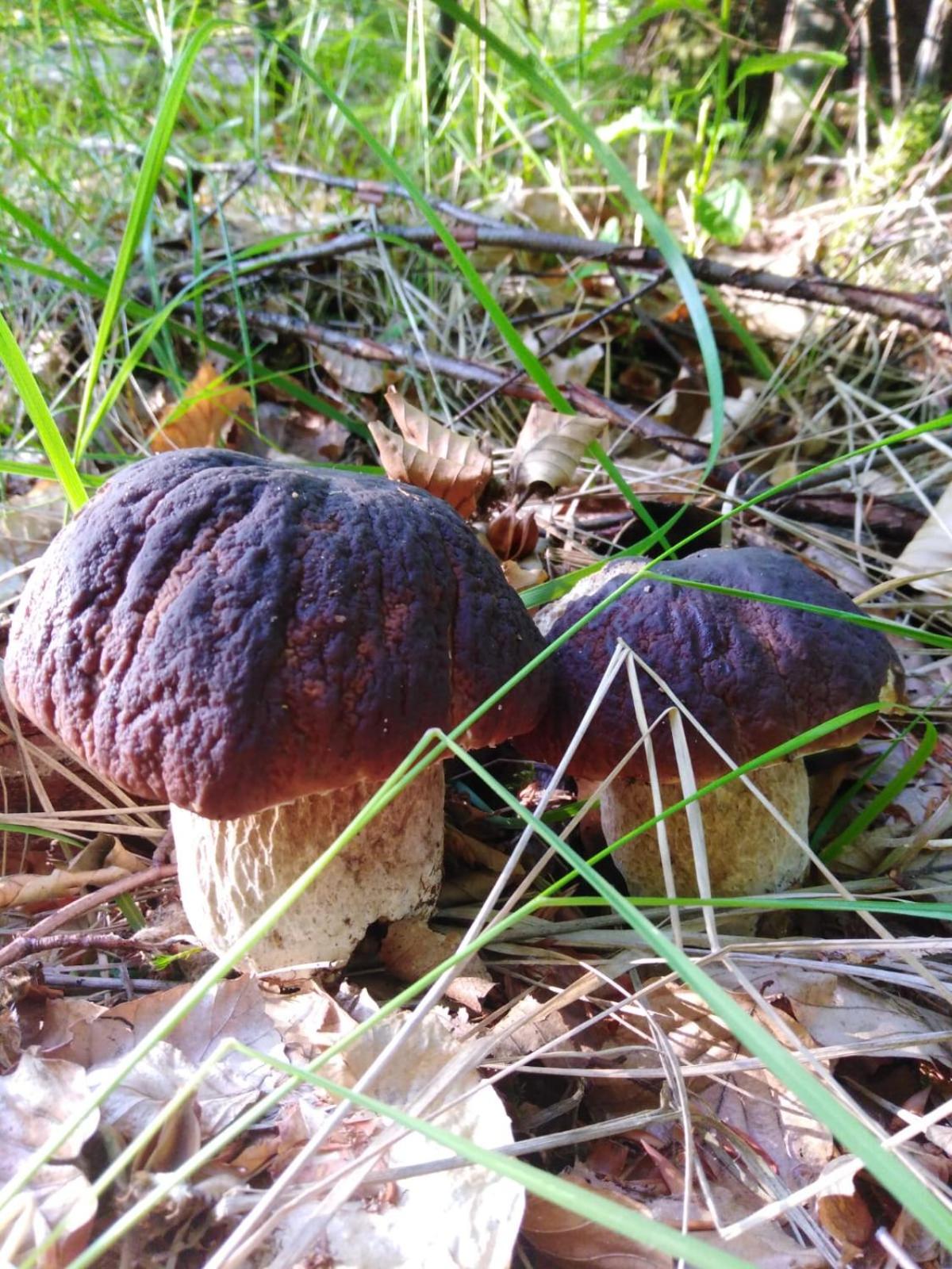 DOM NA GROBLI