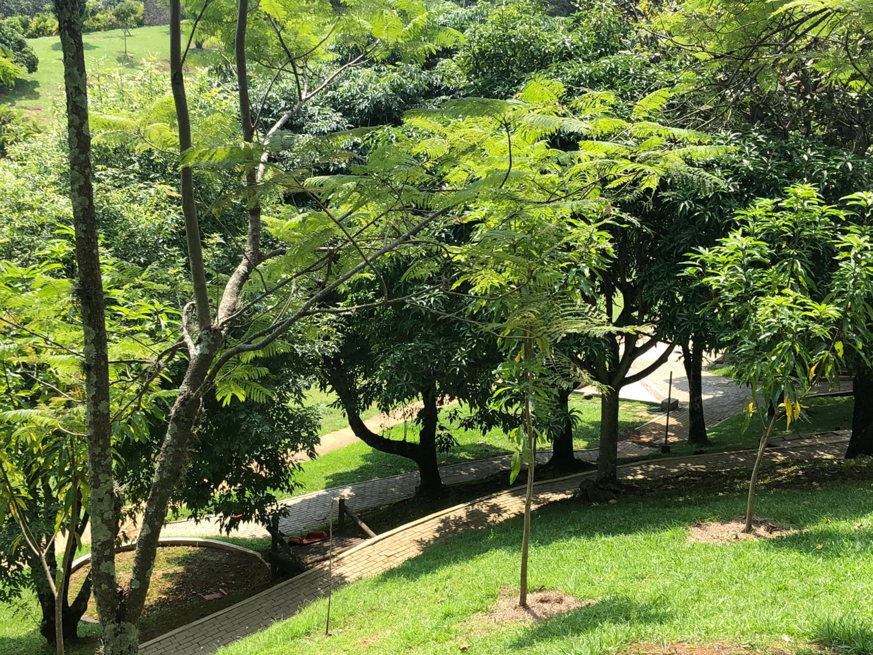 Aventurina